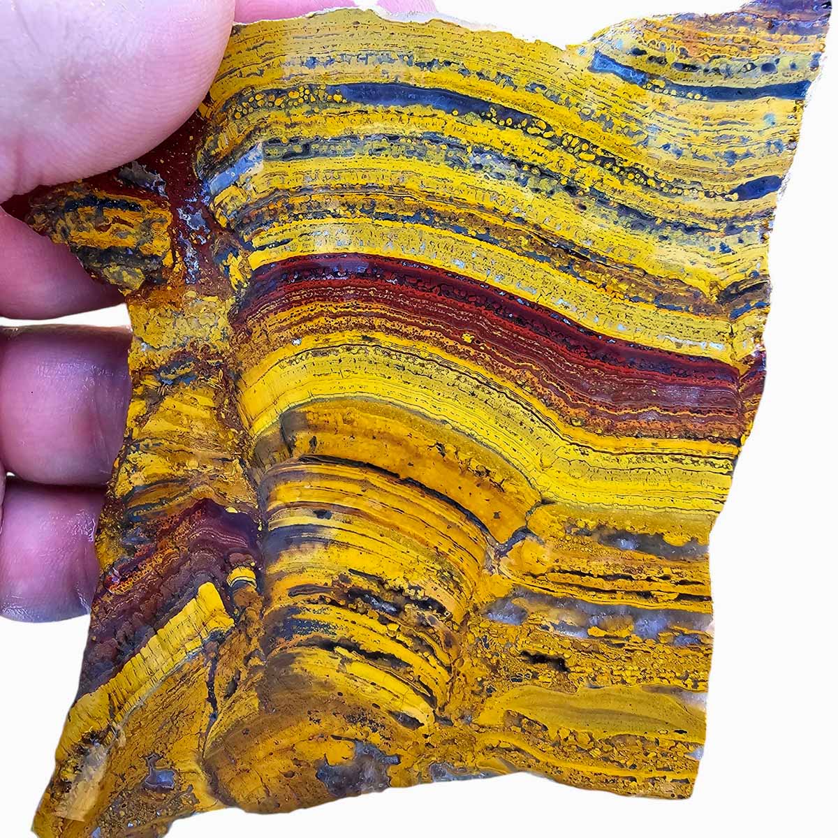 Apple Valley Jasper Slab! Fossil Stromatolite Slab