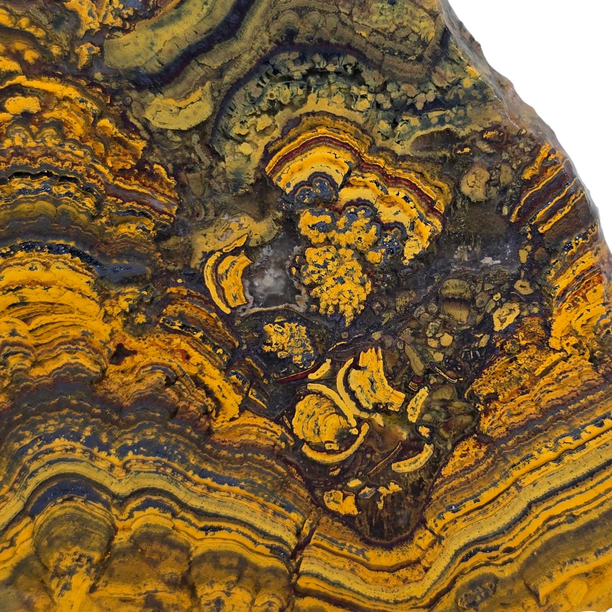 Apple Valley Jasper Slab Fossil Stromatolite Lapidary Stone Slice Cut Rock