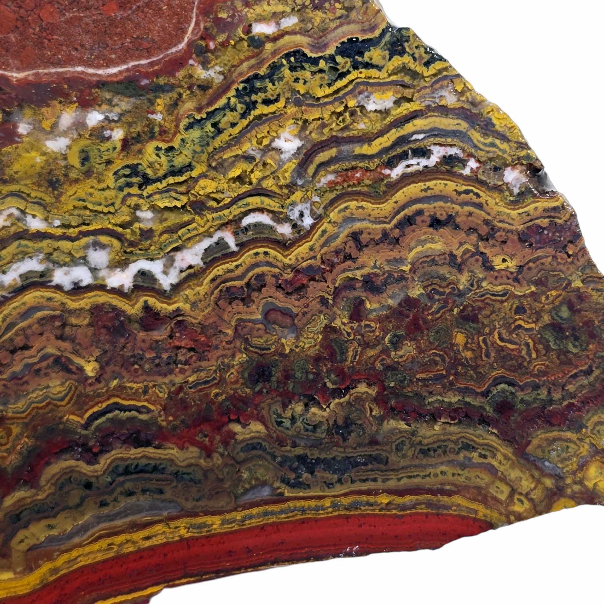 Apple Valley Jasper Slab Fossil Stromatolite Lapidary Stone Slice Cut Rock