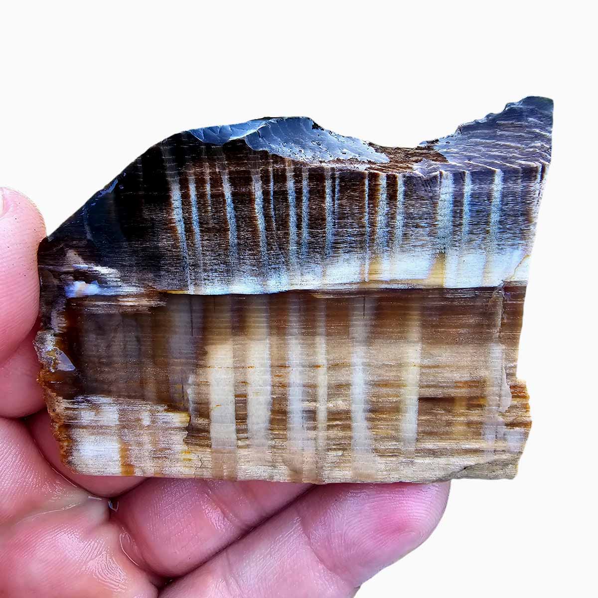 Rare Badger Pocket Petrified Sycamore Wood Lapidary Slab Wet #3170-Photo1