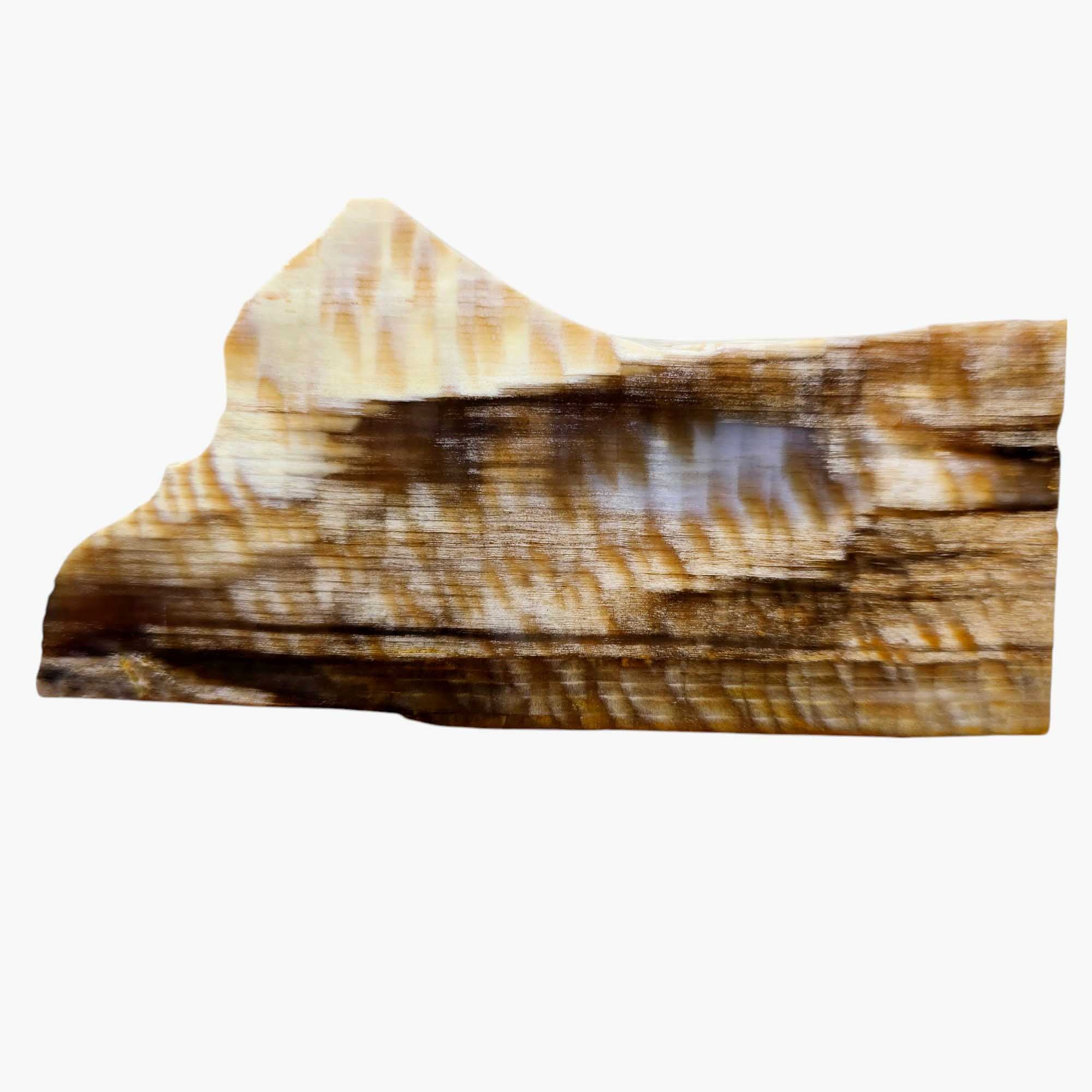 Rare Badger Pocket Petrified Wood Slab Lapidary Stone #3336-Photo1