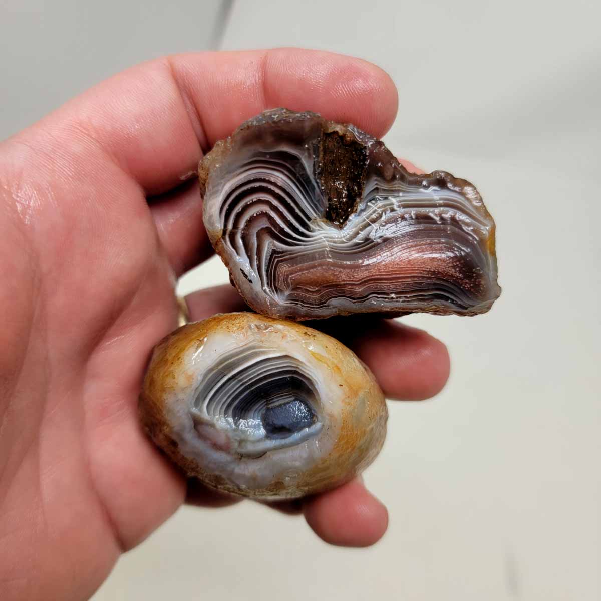 Botswana Agate Duo Rough Chunks!