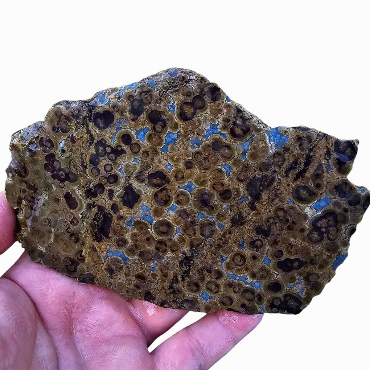 Old Stock Oregon Oolite Slab Lapidary Stone Slab