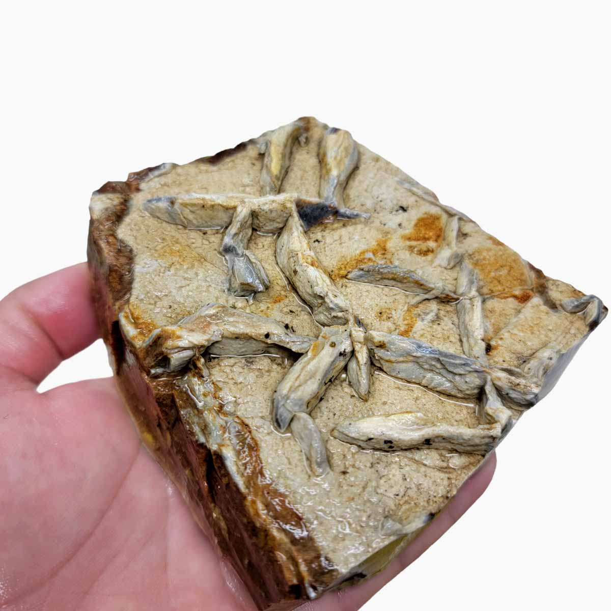 Chicken Track Picture Jasper Rough Chunk!