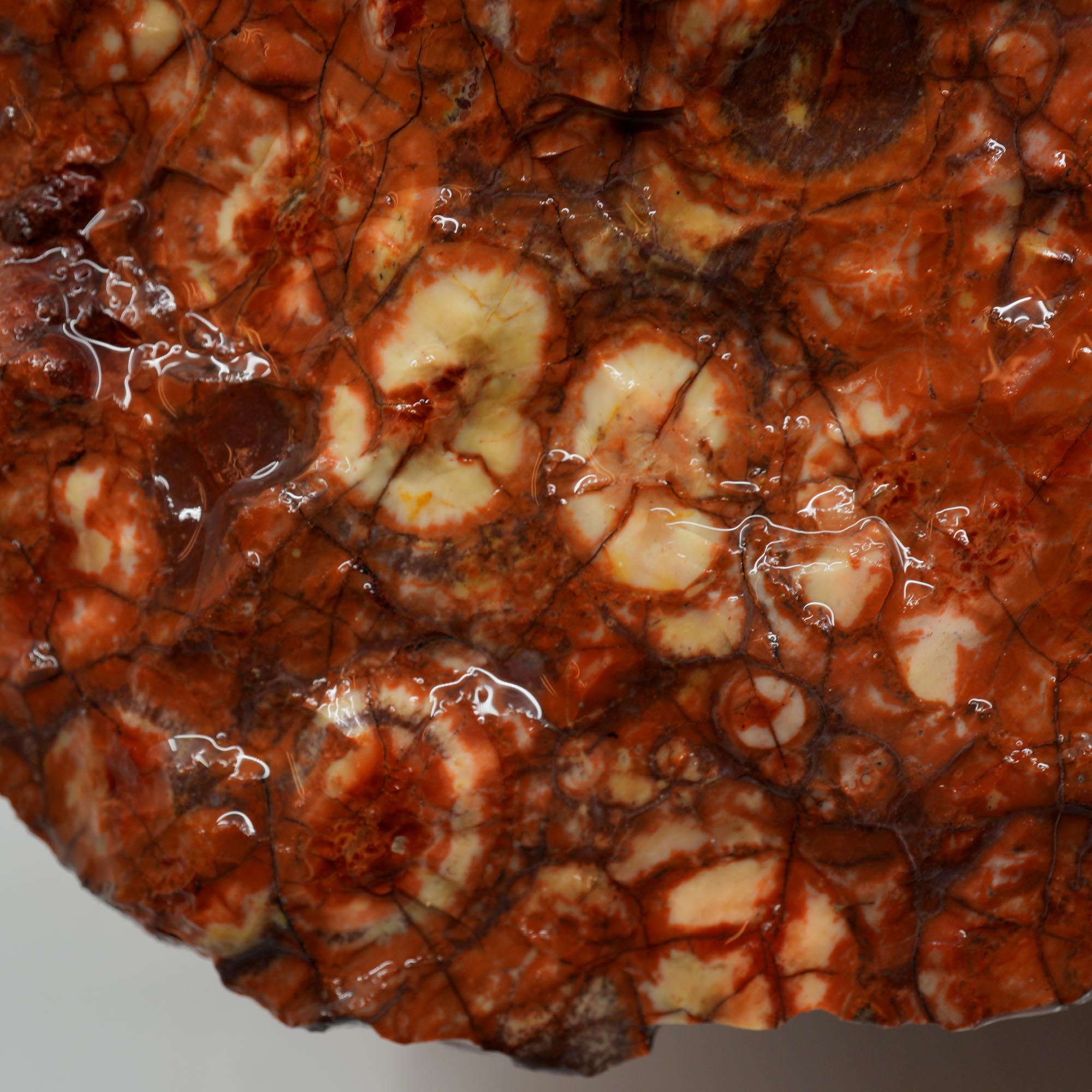 Huge Birdseye Rhyolite Rough - Lava Red Purple White Orbicular Original