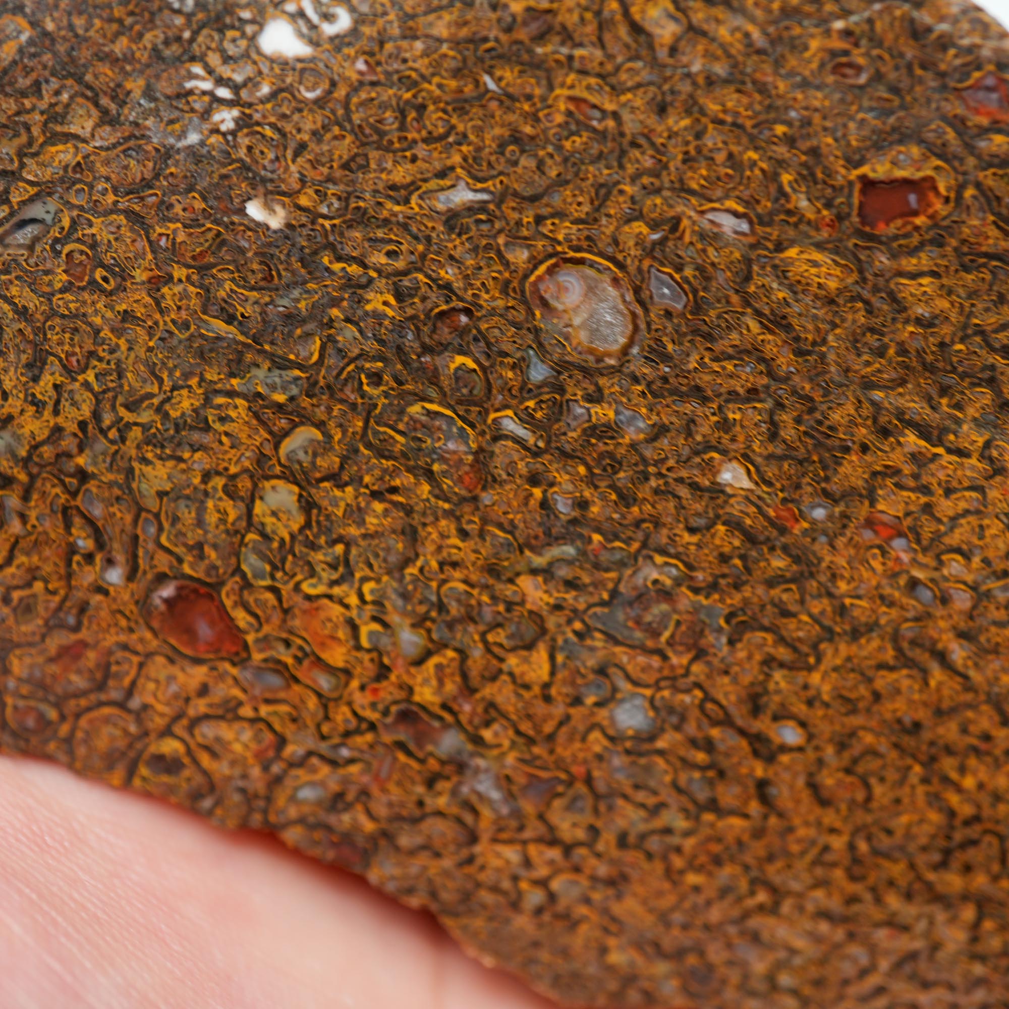 Gem Dinosaur Bone Endcut - Rare Orange Cell Pattern Old Stock