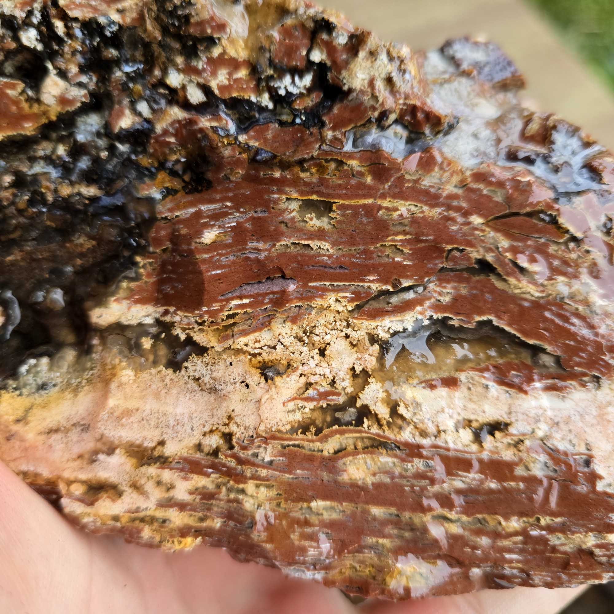 Old Stock Eagle Rock Plume Agate Lapidary Cutting Rough Flatrate Box