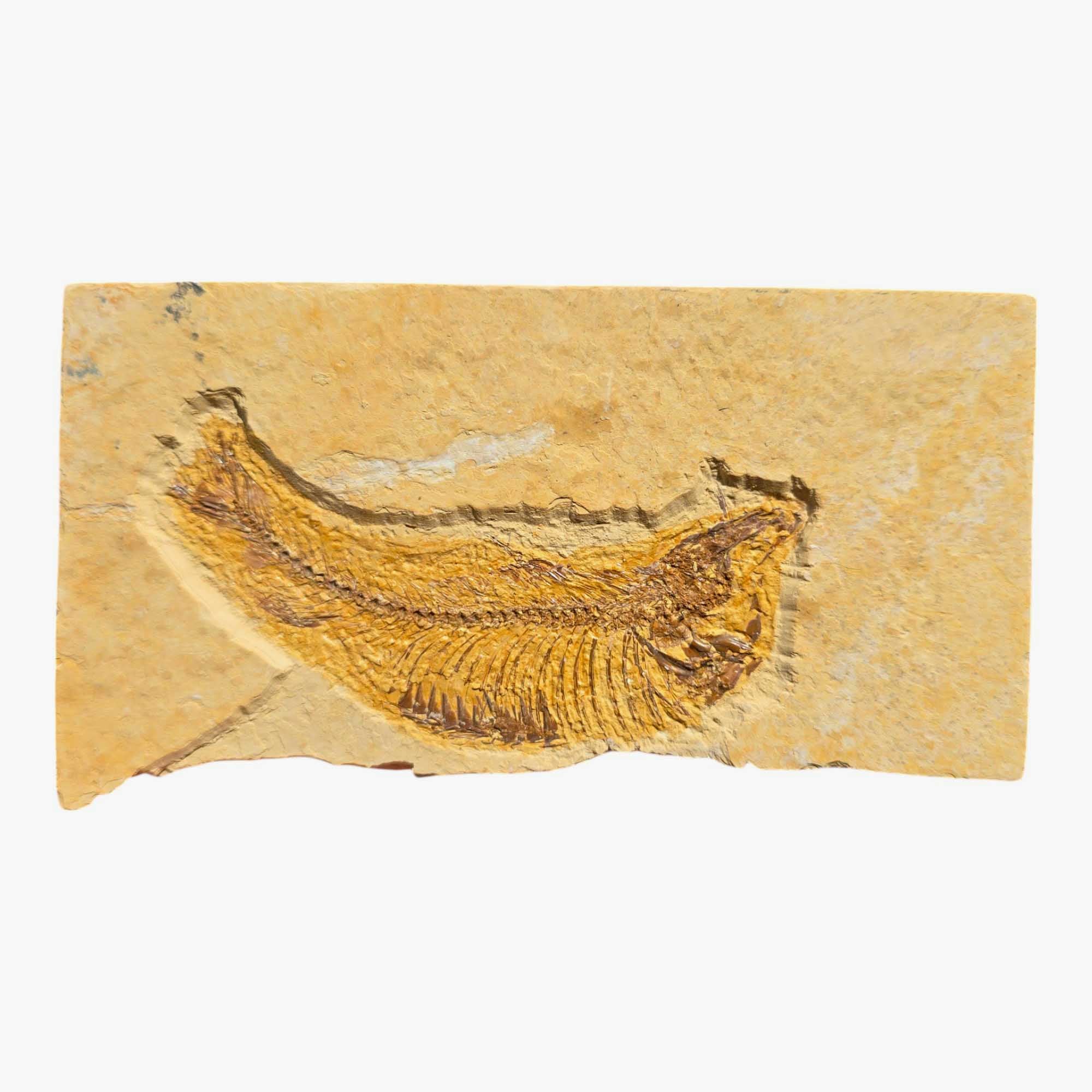 Authentic Knightia eocaena Fish Fossil Plate Green River Formation #3493-Photo1