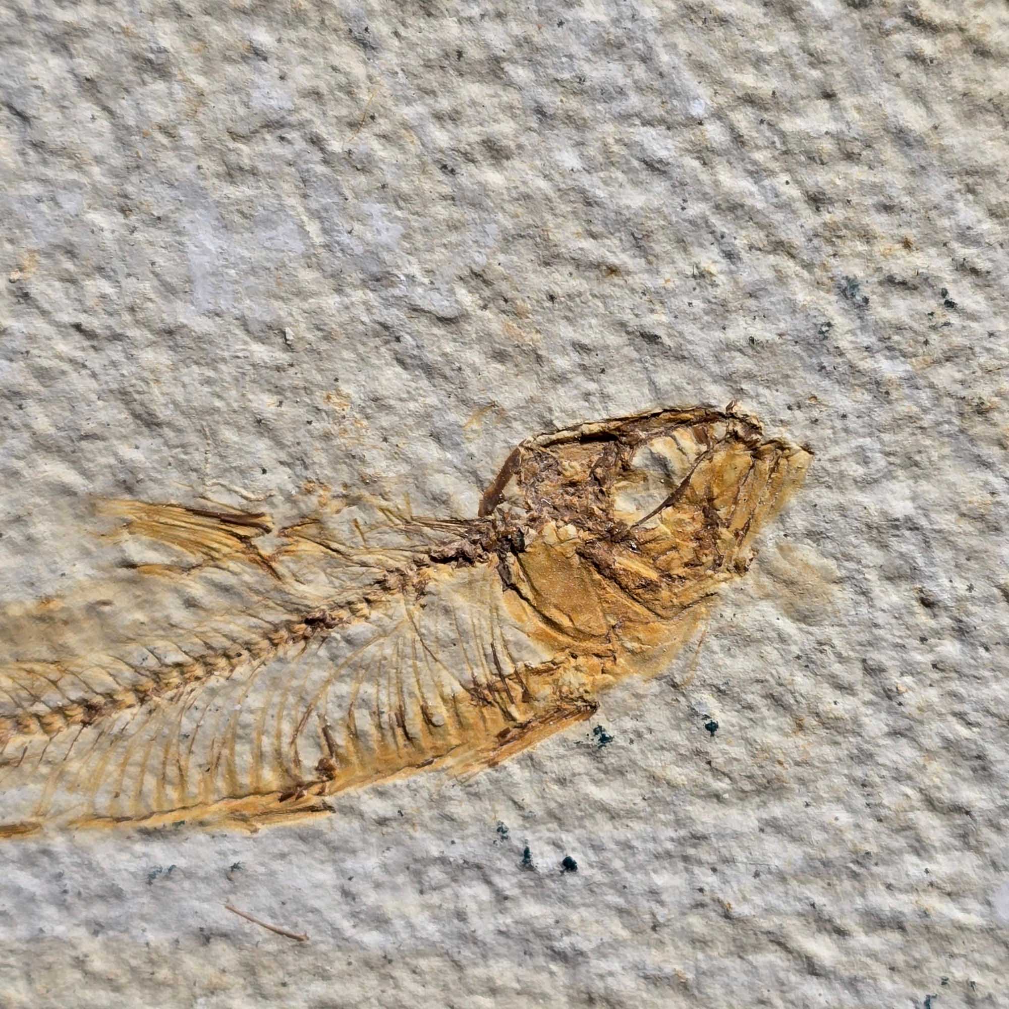 # ALT Text for Product Images