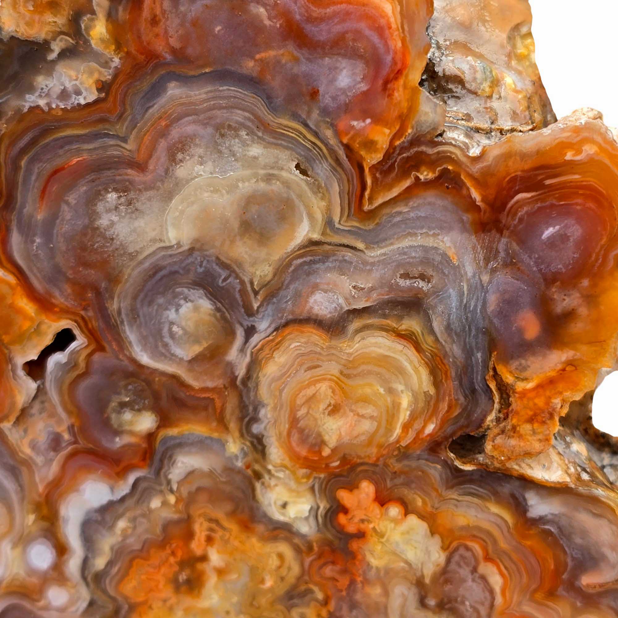 Fire Horizon Lace Agate Lapidary Cutting Rough Chunk Stone Cut Face