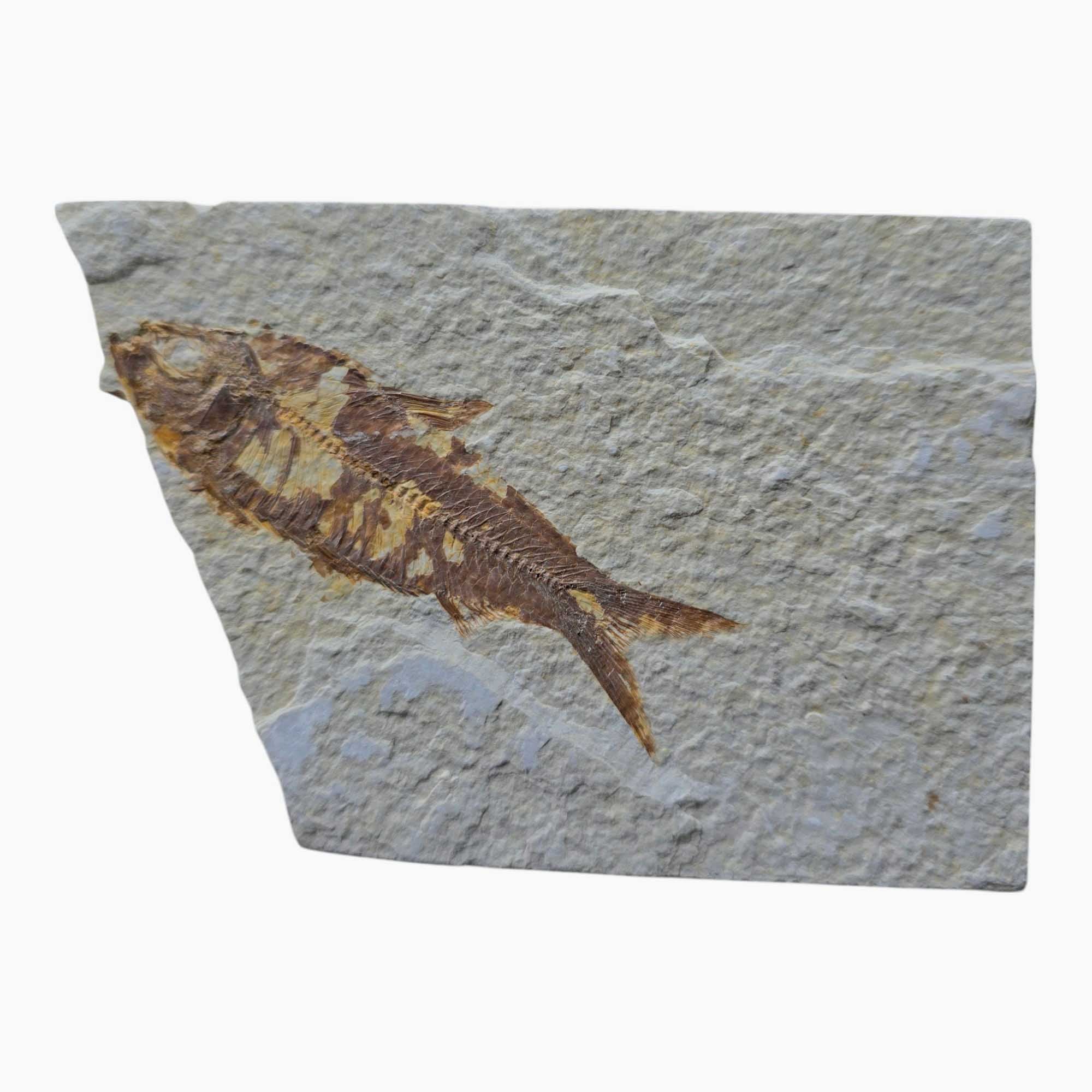 Authentic Knightia Fish Fossil Plate – Eocene Era Green River Formatio