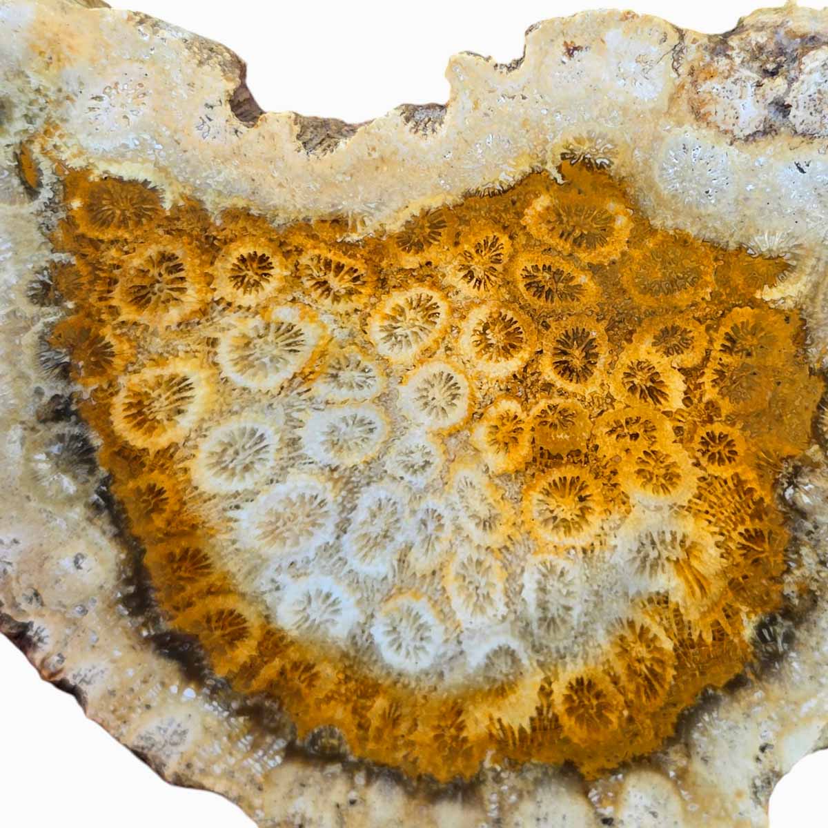 Indonesian Fossil Coral Slab – Butterscotch Starburst Pattern! #3153-Photo1