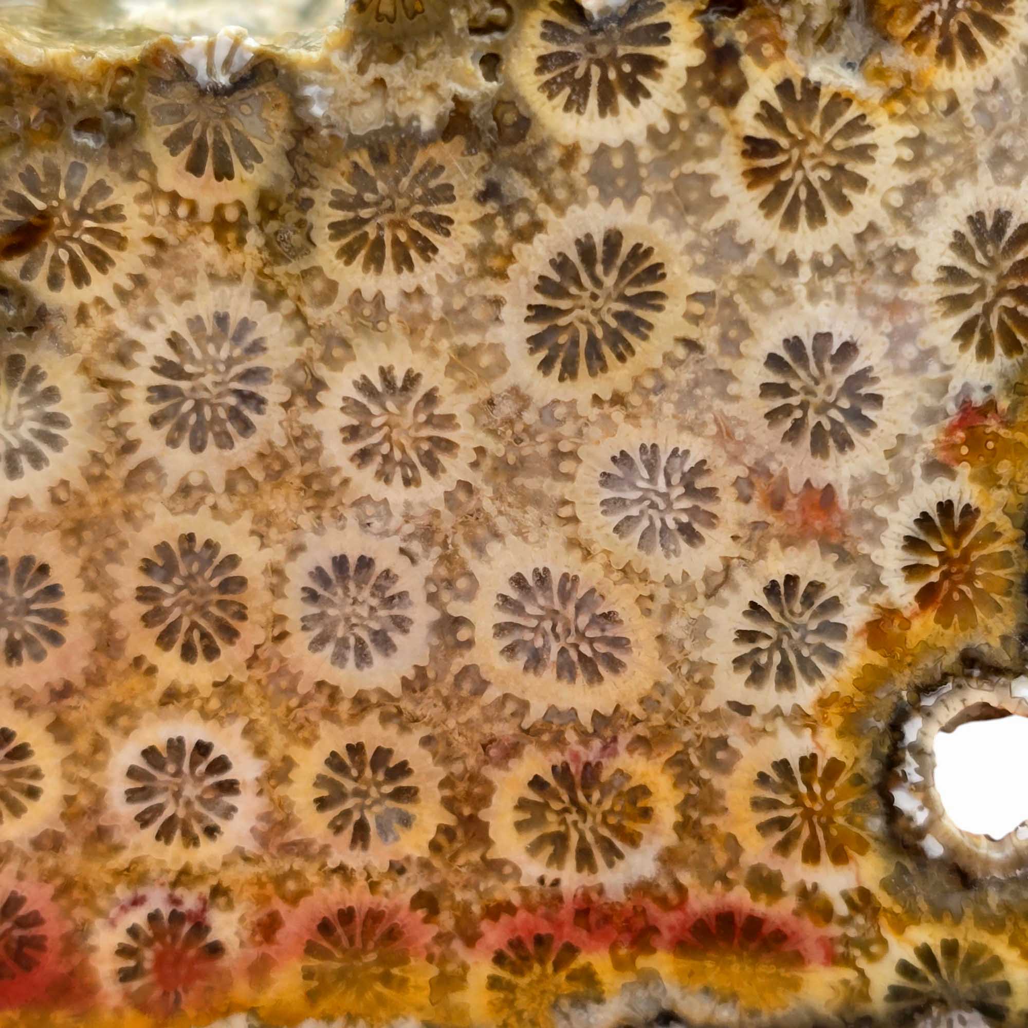 Indonesian Fossil Coral Lapidary Cut Face Starburst Flowers #R830-Photo1