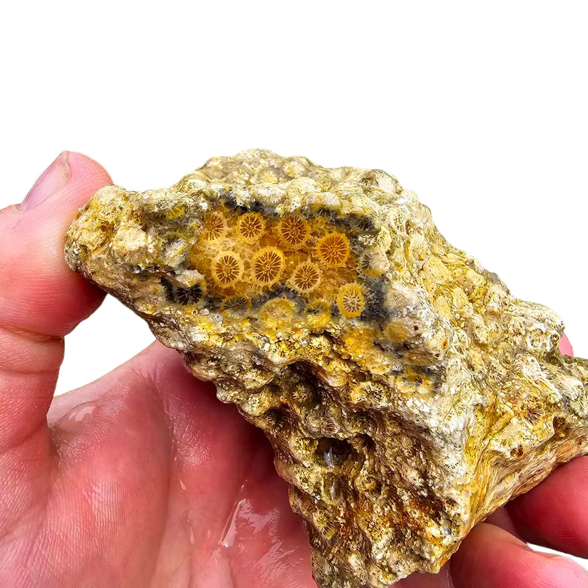 Indonesian Fossil Coral Rough Chunk - Starburst Flowers! #R577-1