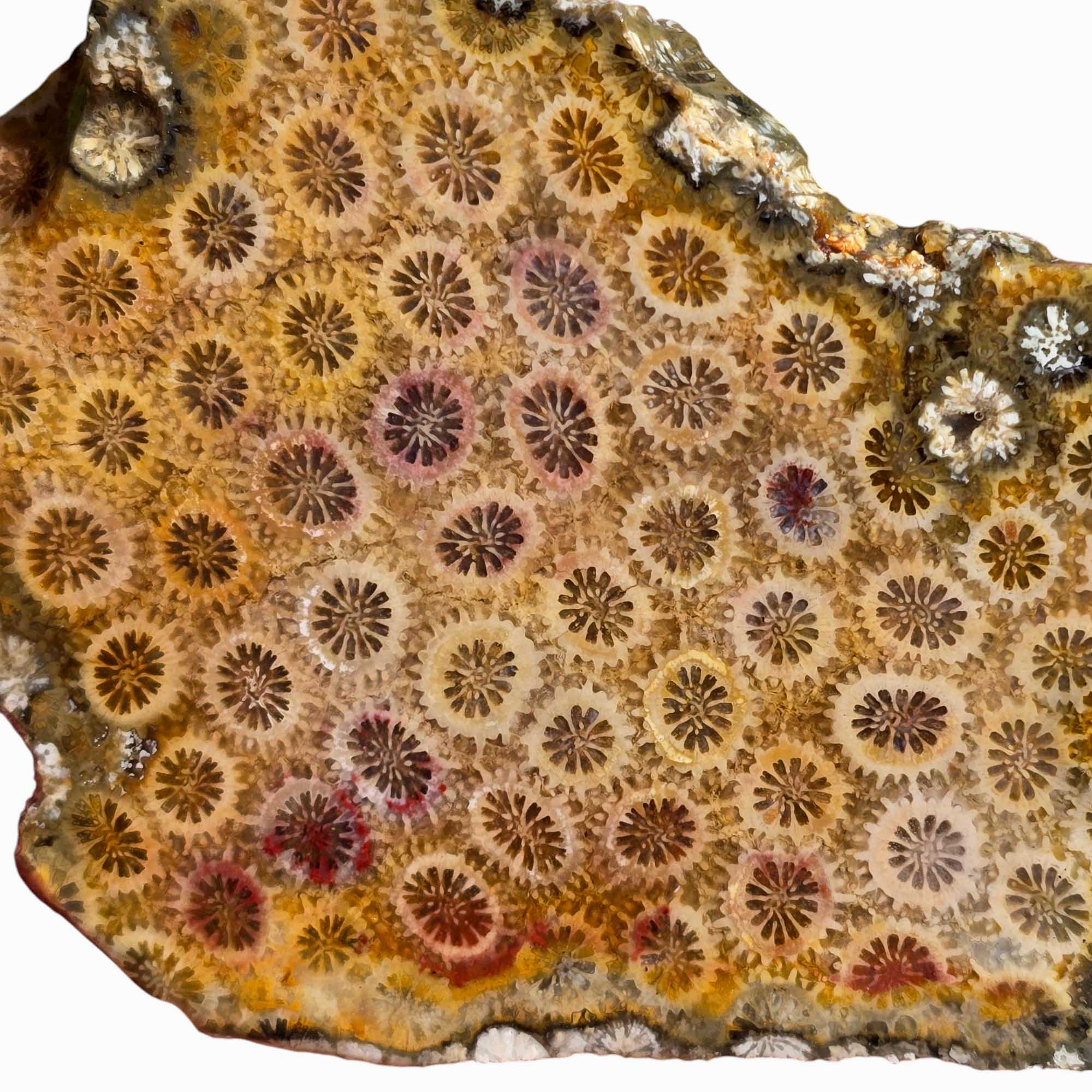 Indonesian Fossil Coral Slab - Starburst Flower Pattern Lapidary! #3449-Photo1