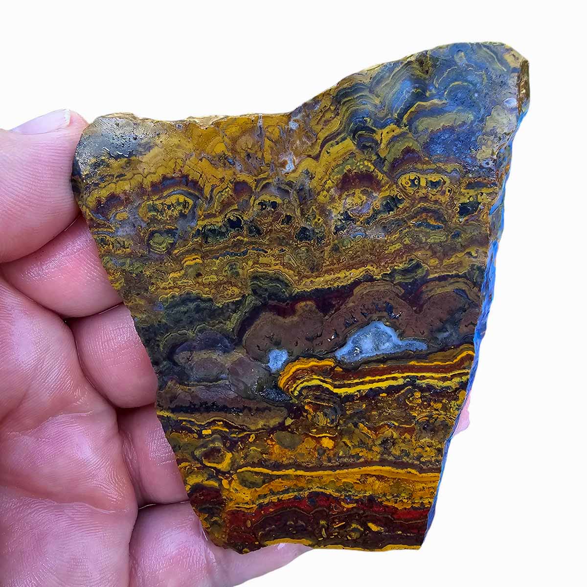 Apple Valley Jasper Slab! Fossil Stromatolite Slab