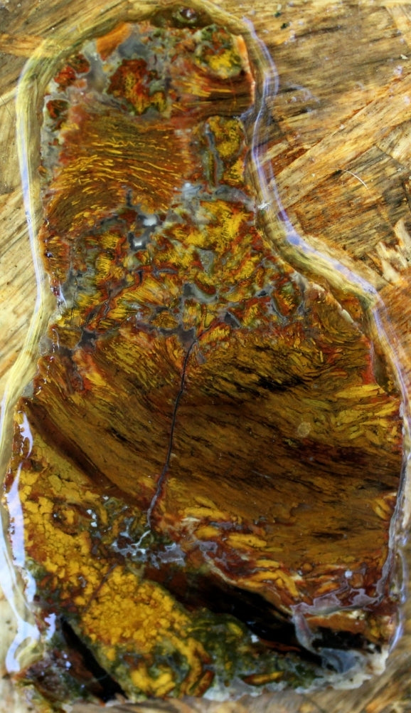 Ochoco Shrinkwood Petrified Wood Slab! Lapidary Stone Slab