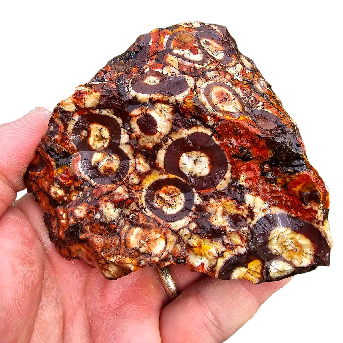 Old Stock Birdseye Rhyolite Rough Chunk!