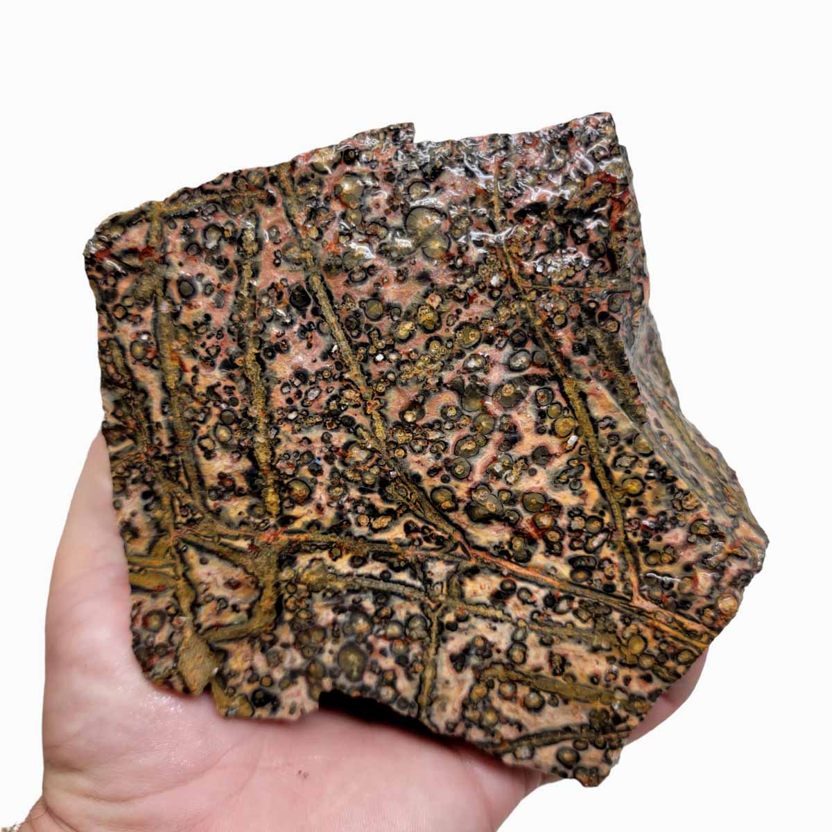 Leopard Skin Rhyolite Rough Chunk!