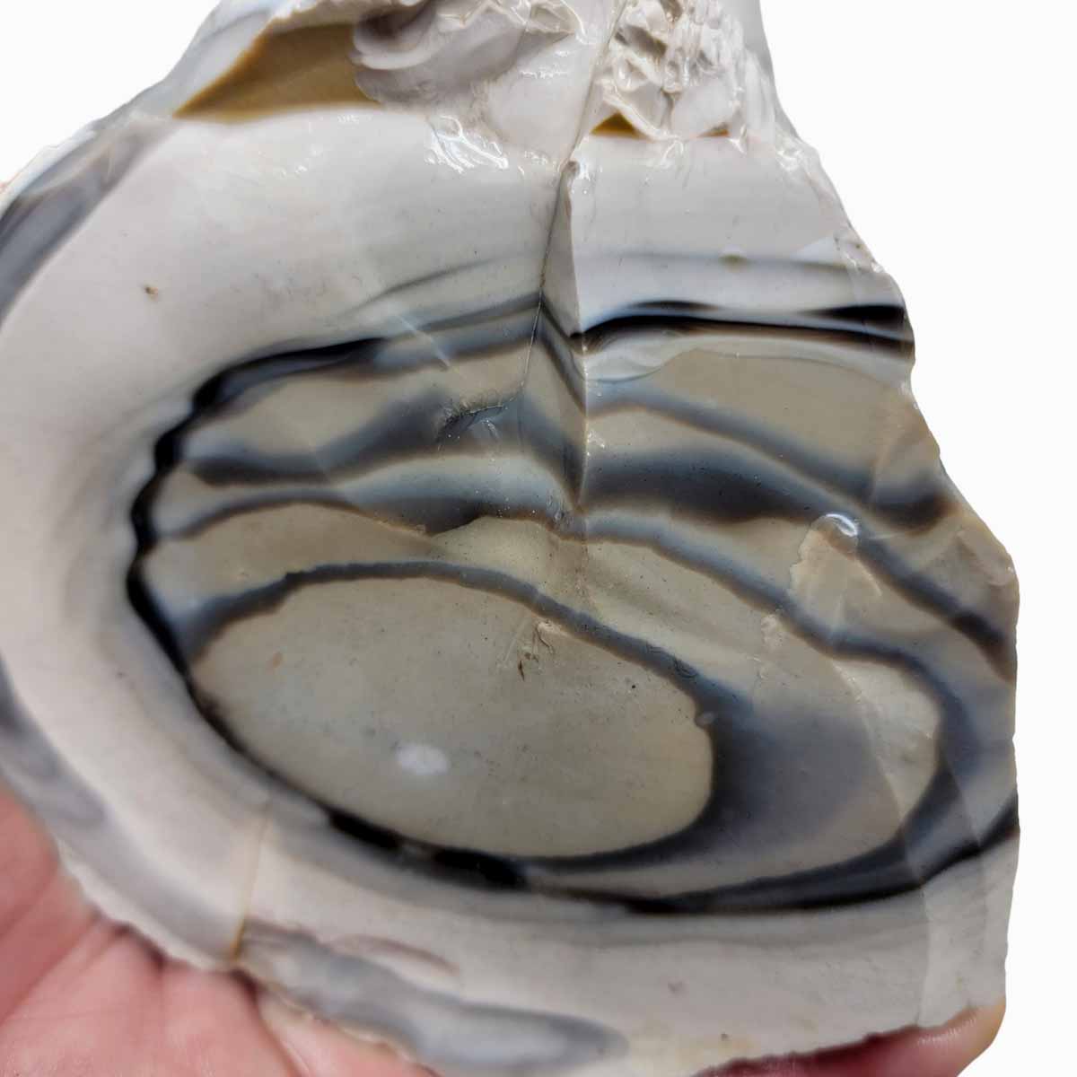 RARE Polish Flint Orbicular Rough Chunk!