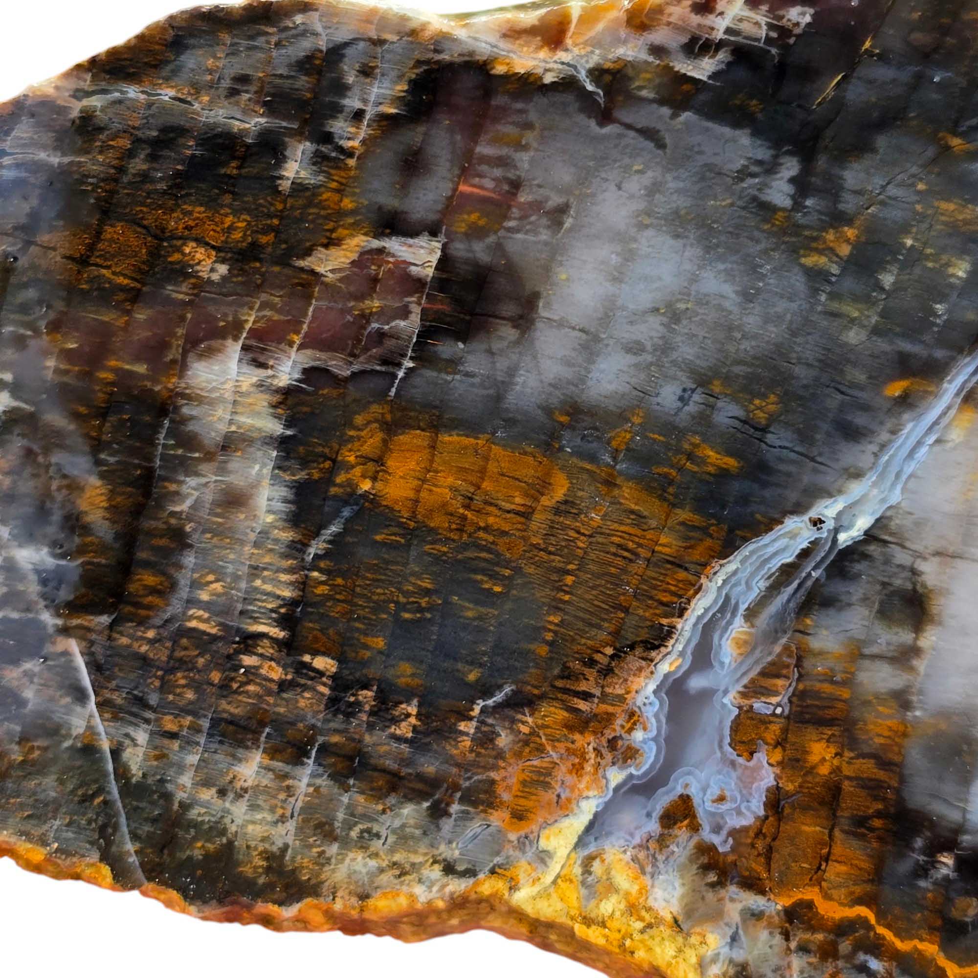 Mystery Estate Petrified Wood Slab – Washington Estate Find! #3479-Photo1