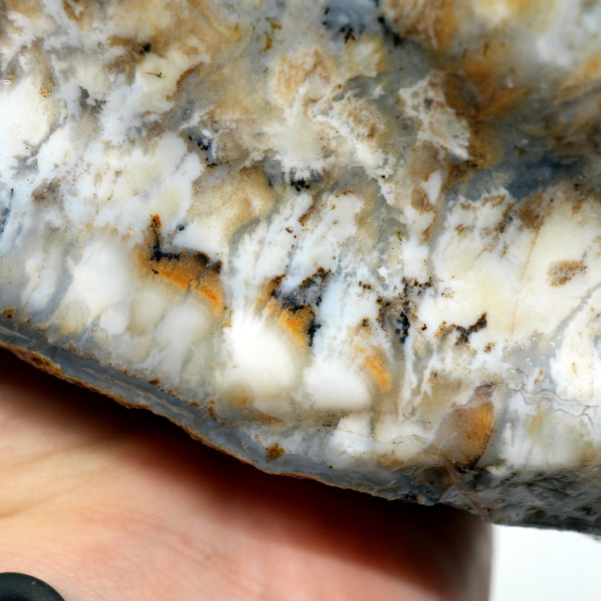 Sheep Creek Plume Agate Rough - High Grade White Mushroom Plume Display