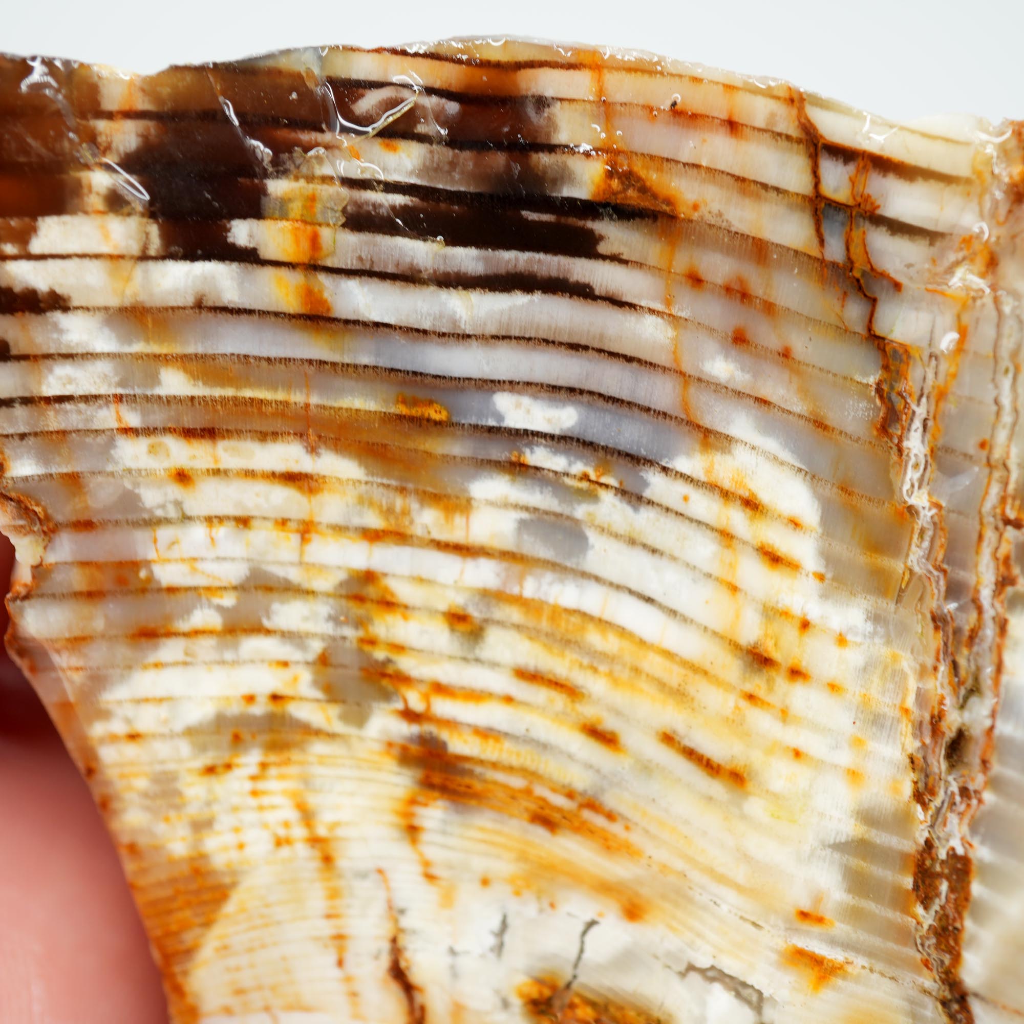 Mystery Opalized Petrified Wood Rough - Possibly Calico Oak