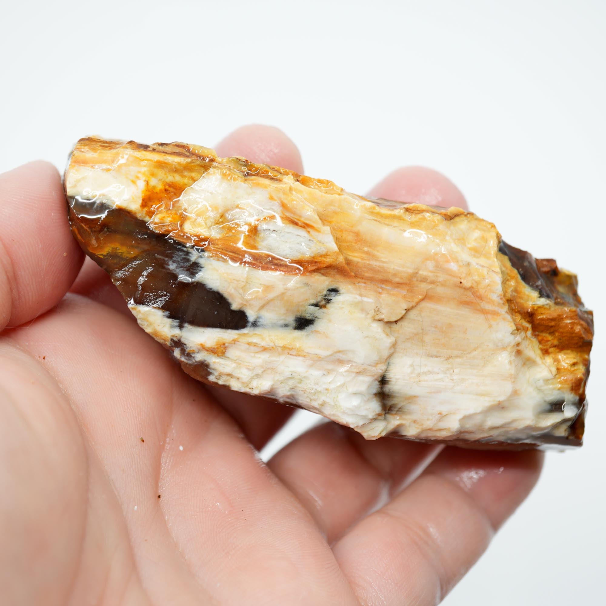 Saddle Mountain Petrified Wood Rough - Opal Edge Woodgrain Display