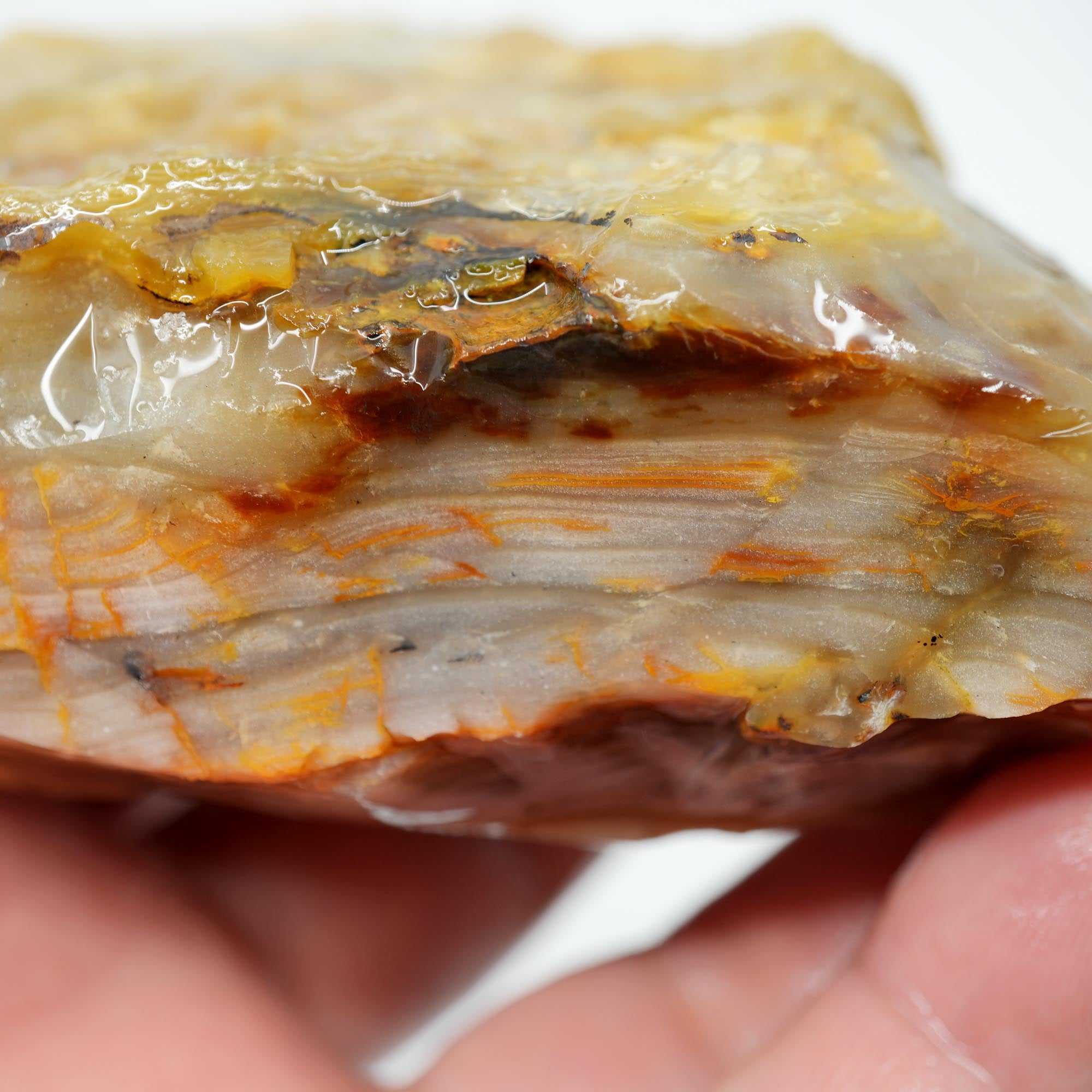 Mystery Opalized Wood Endcut - Gemmy Pattern Old Stock