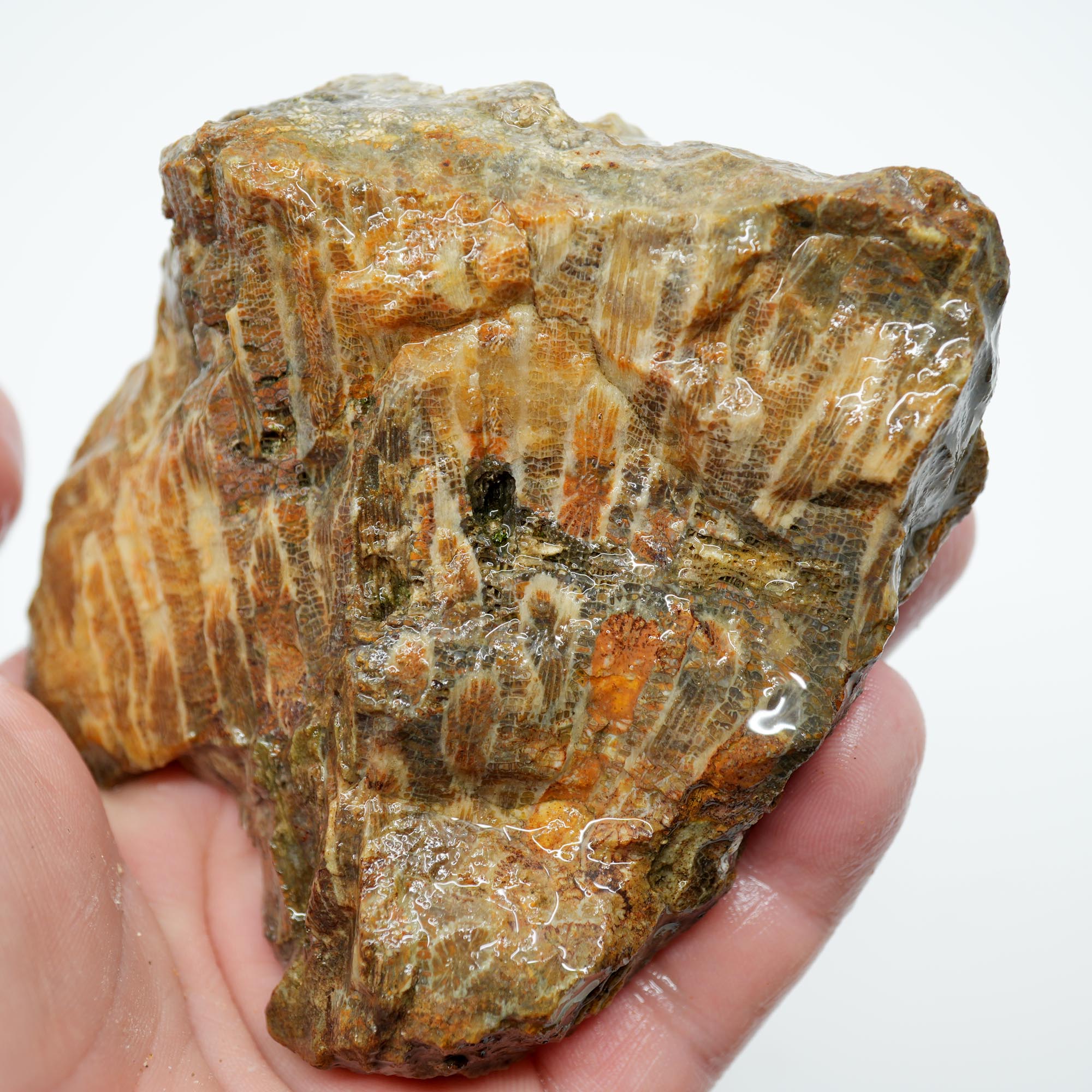 Indonesian Fossil Coral Rough - Butterscotch Black Coral Flowers