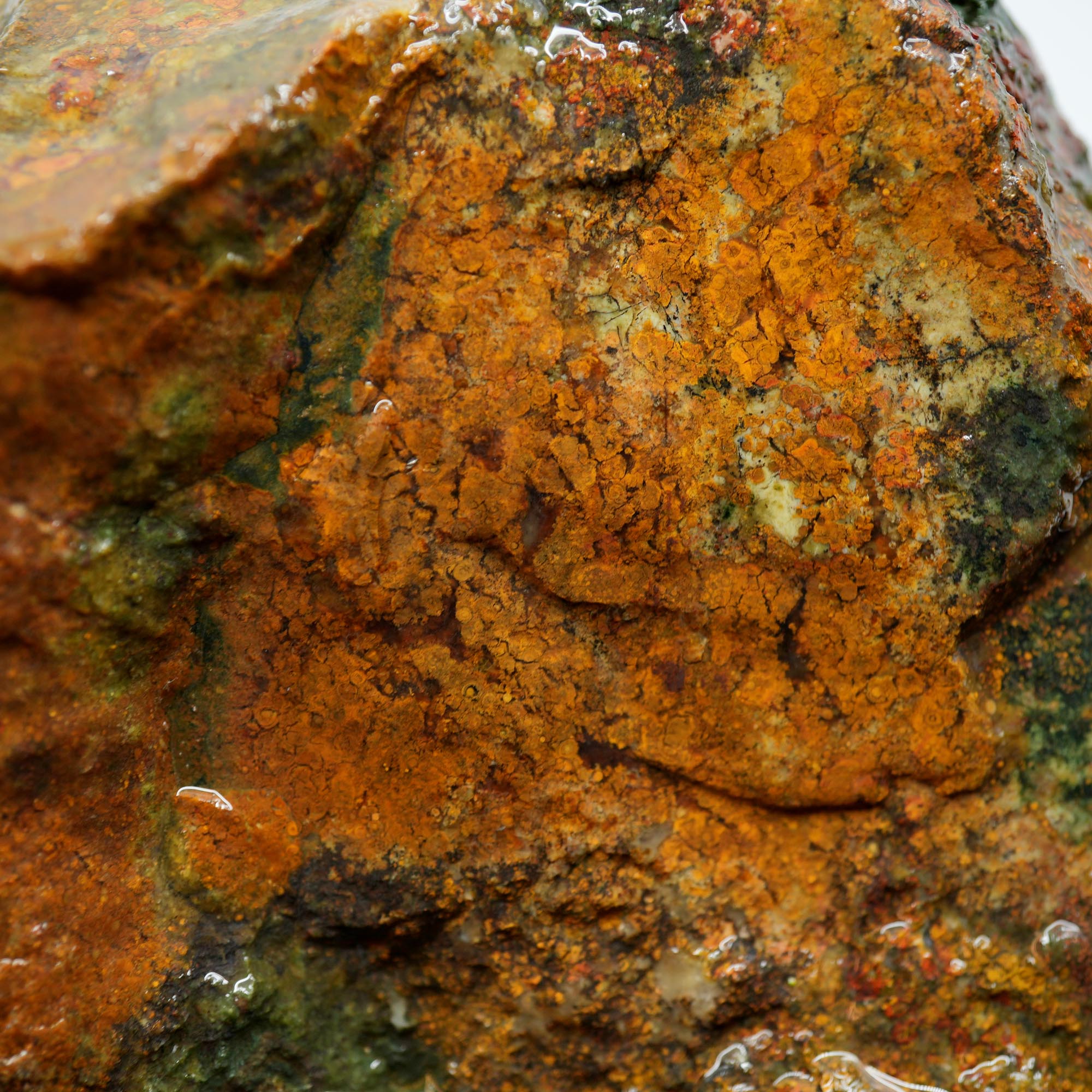 Amity Plume Jasper Rough - Golden Jasper with Green Pseudo-Plume Breccia