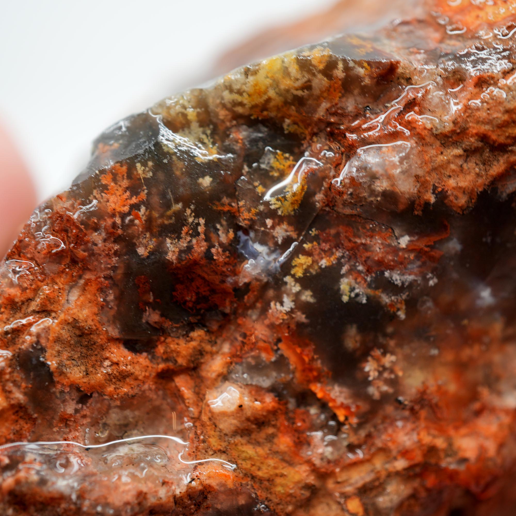 Carey Plume Agate Rough - Old Stock with Angel Wing Inclusion