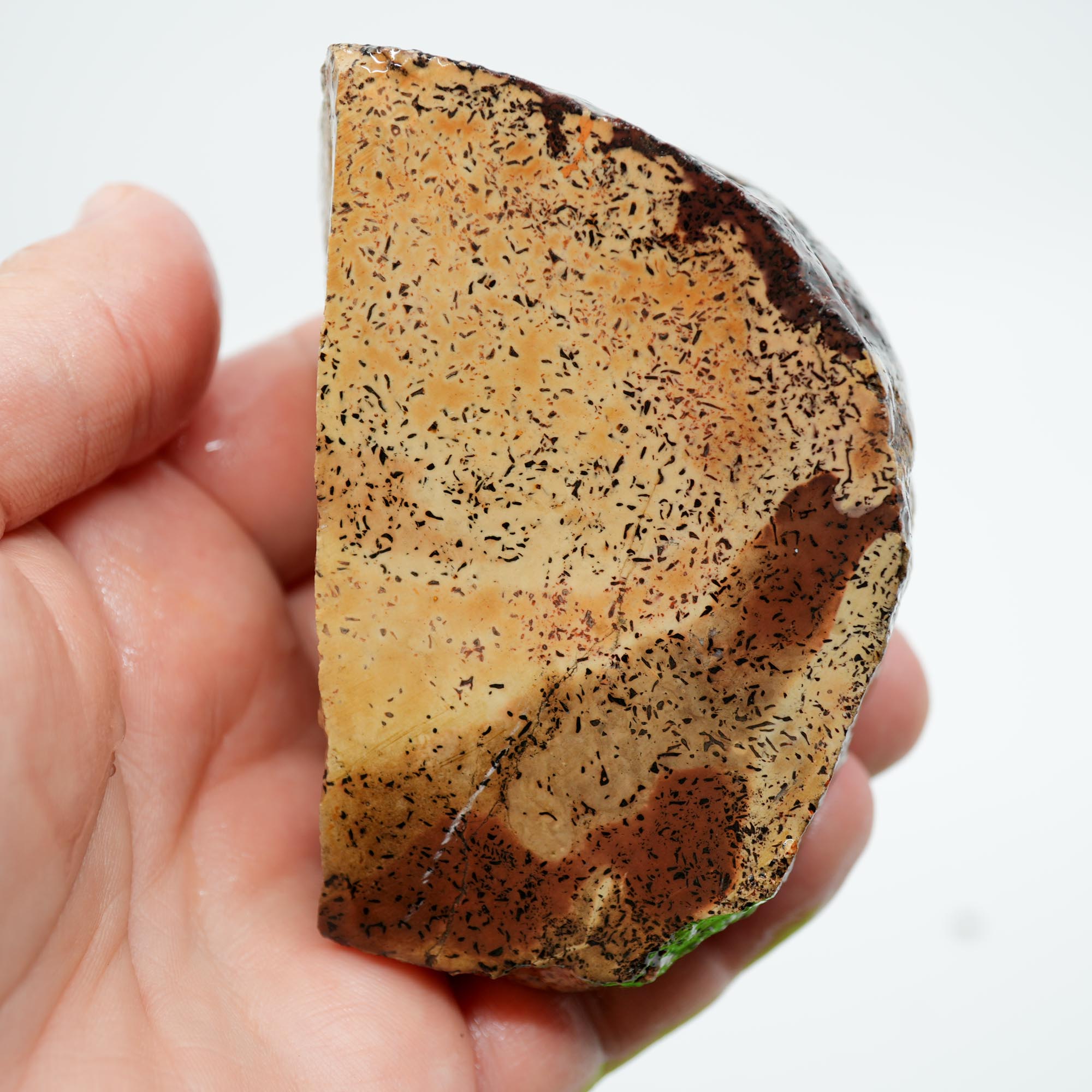 Gem Dinosaur Bone Cut Rough - Creamy White Jasper with Black Flecks