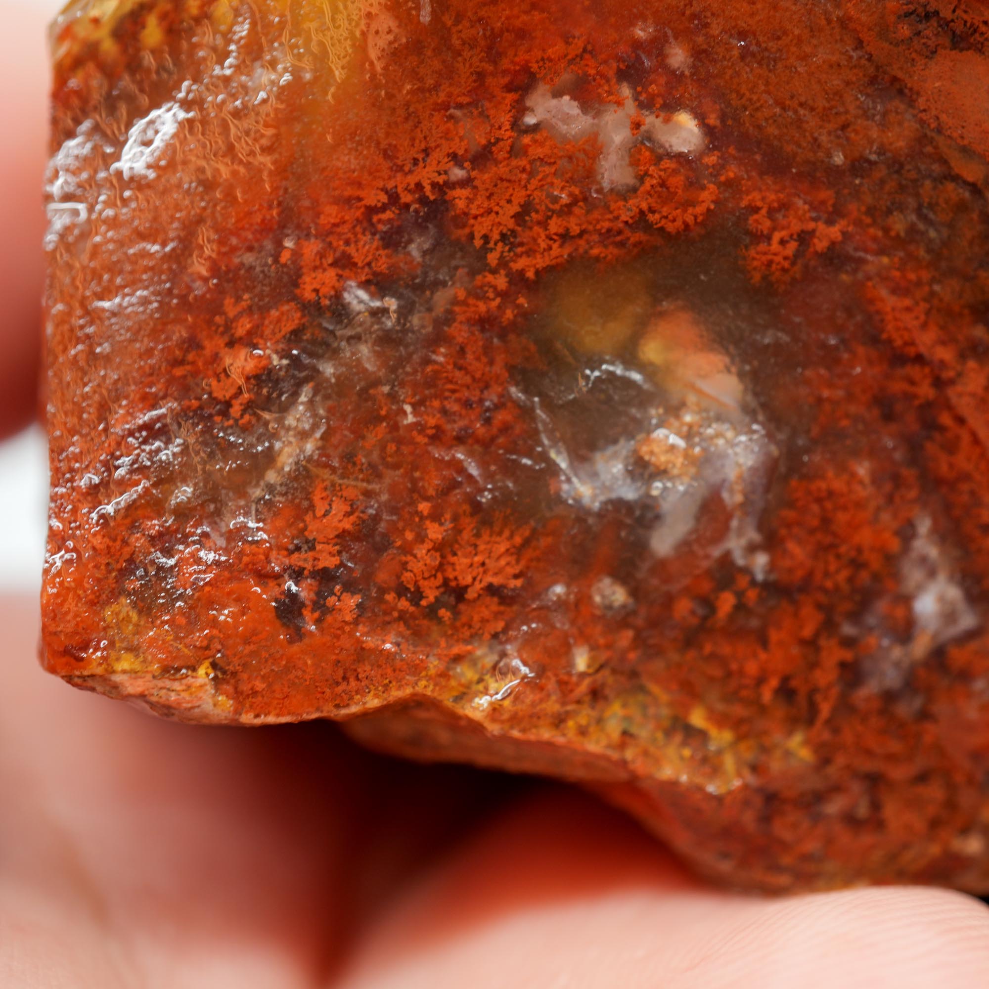 Carey Plume Agate Rough - Red Plume in White Foggy Agate Old Stock