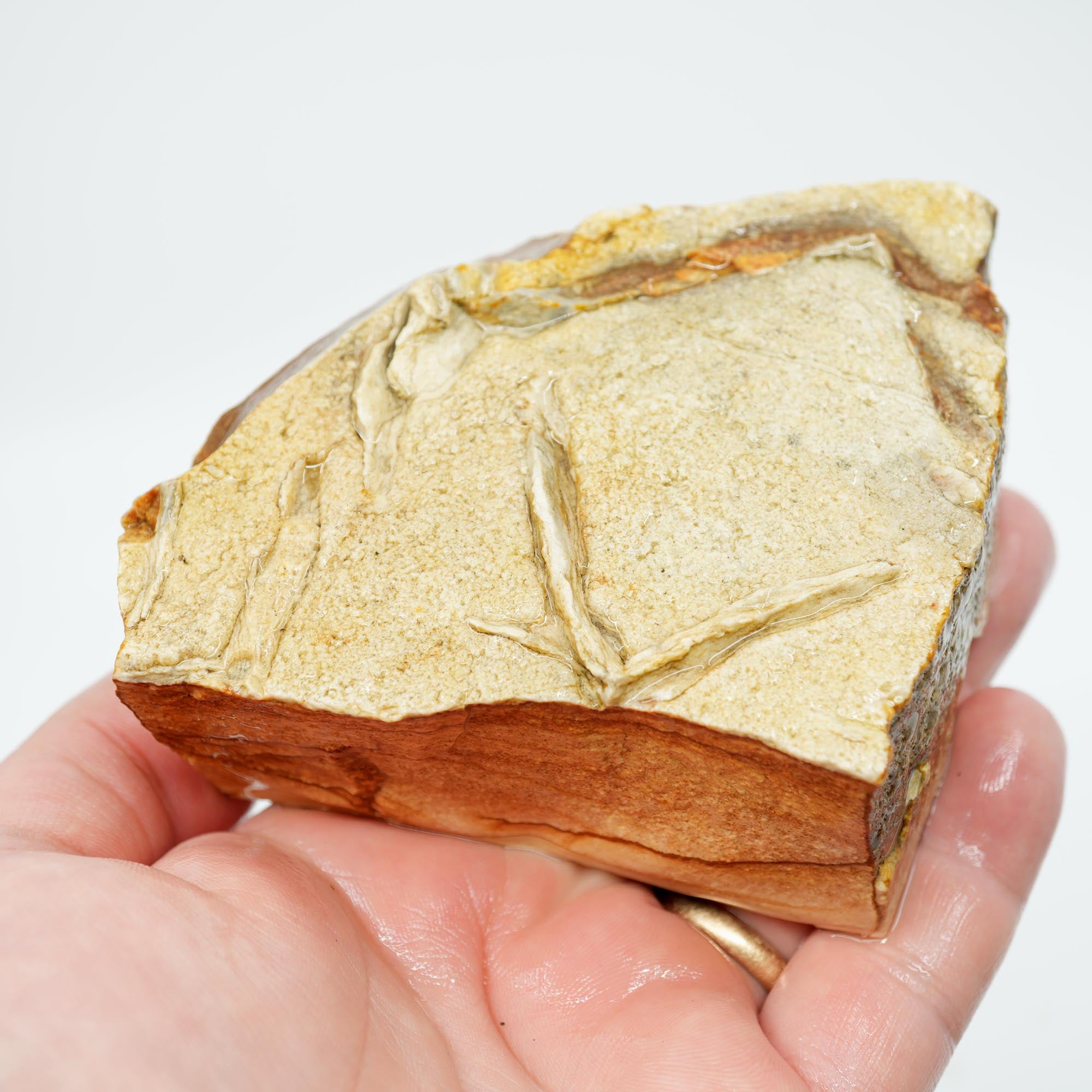 Chicken Track Jasper Rough - Rolling Desert Hills Pattern Old Stock