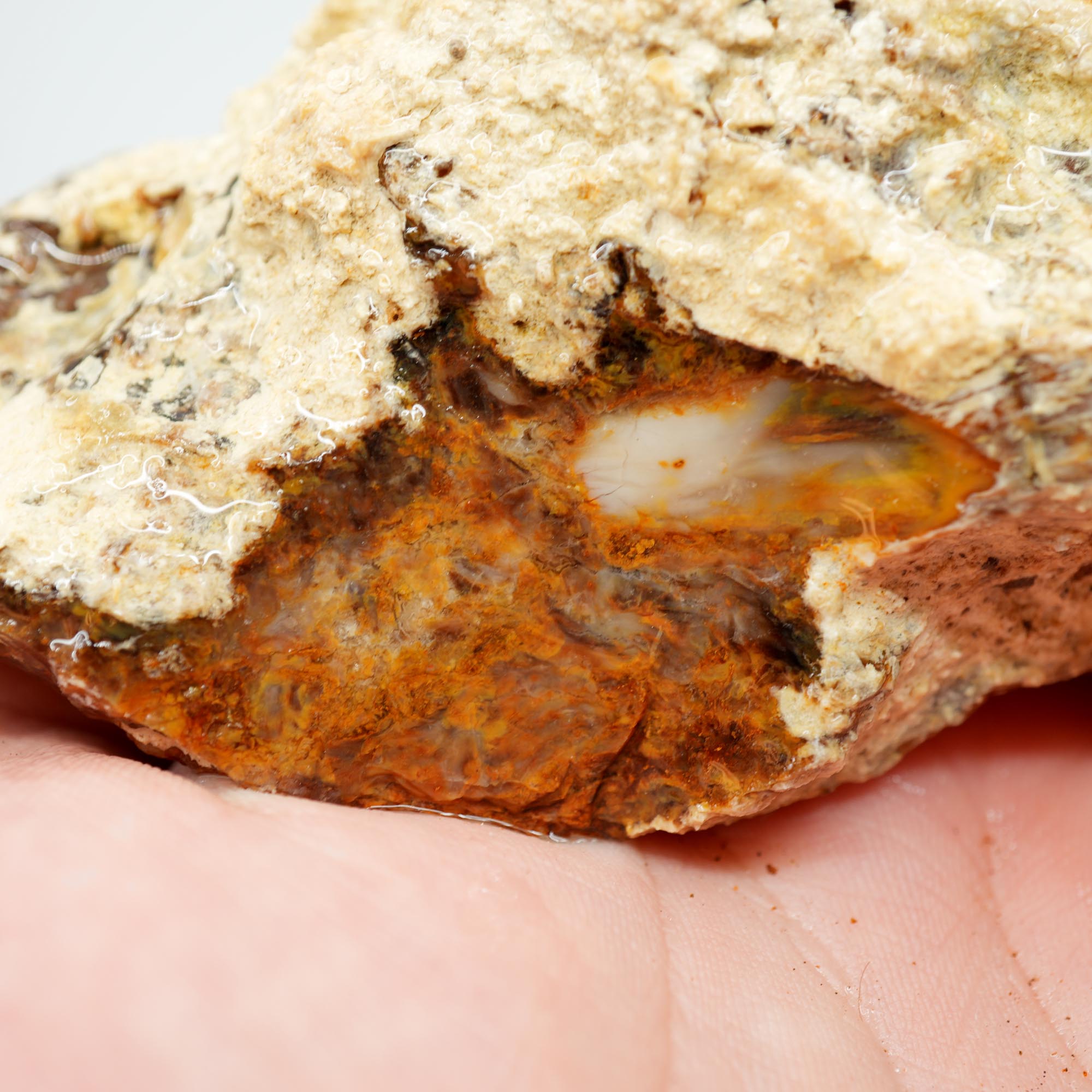Saddle Mountain Petrified Wood Rough - White Calcium Coated Cutter