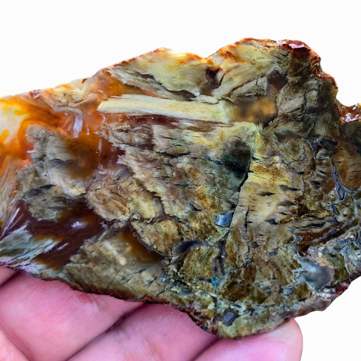 Shrinkwood Petrified Wood Slab Lapidary Stone Slab