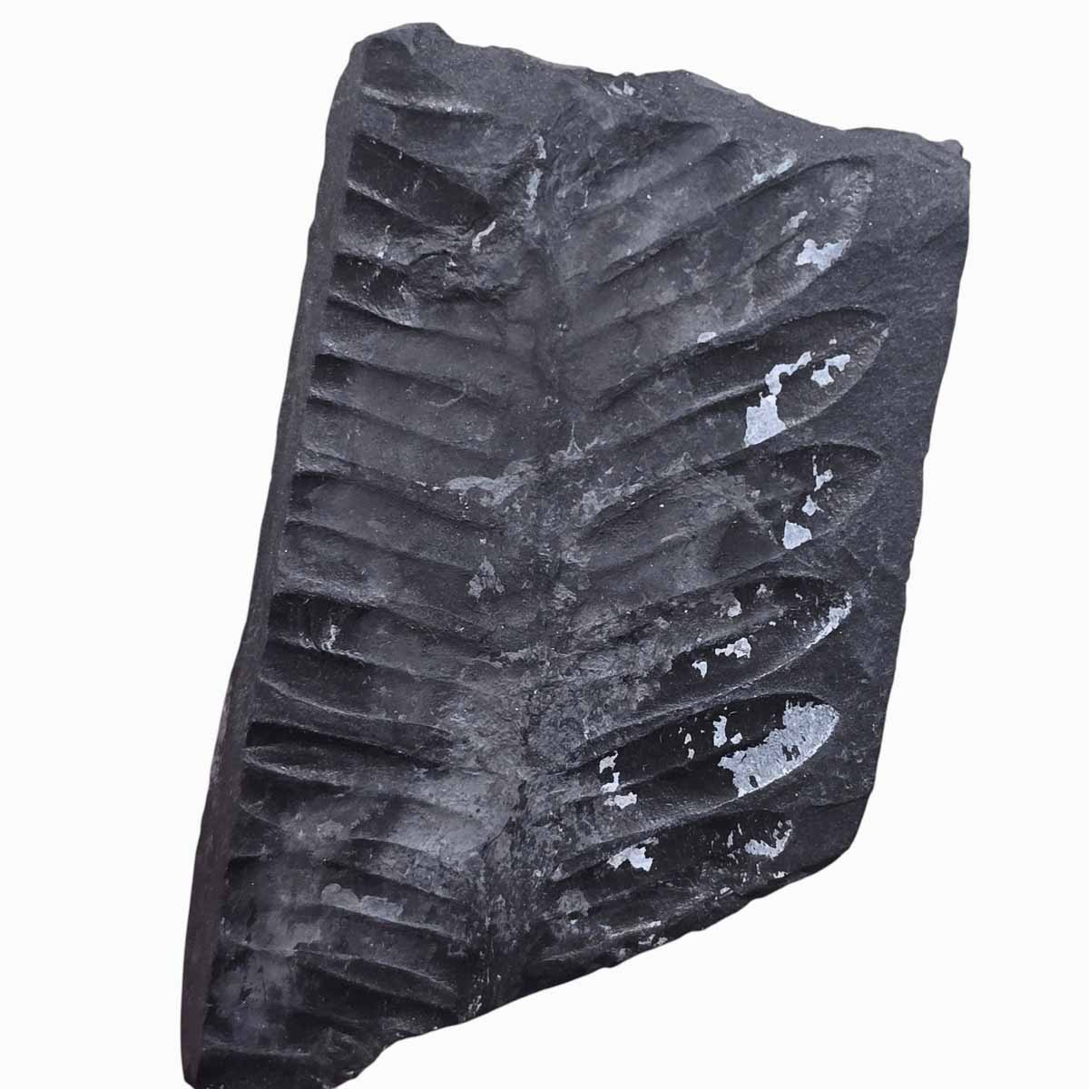 St. Clair Plate Fossil Fern Display Specimen Ordovician Collectors