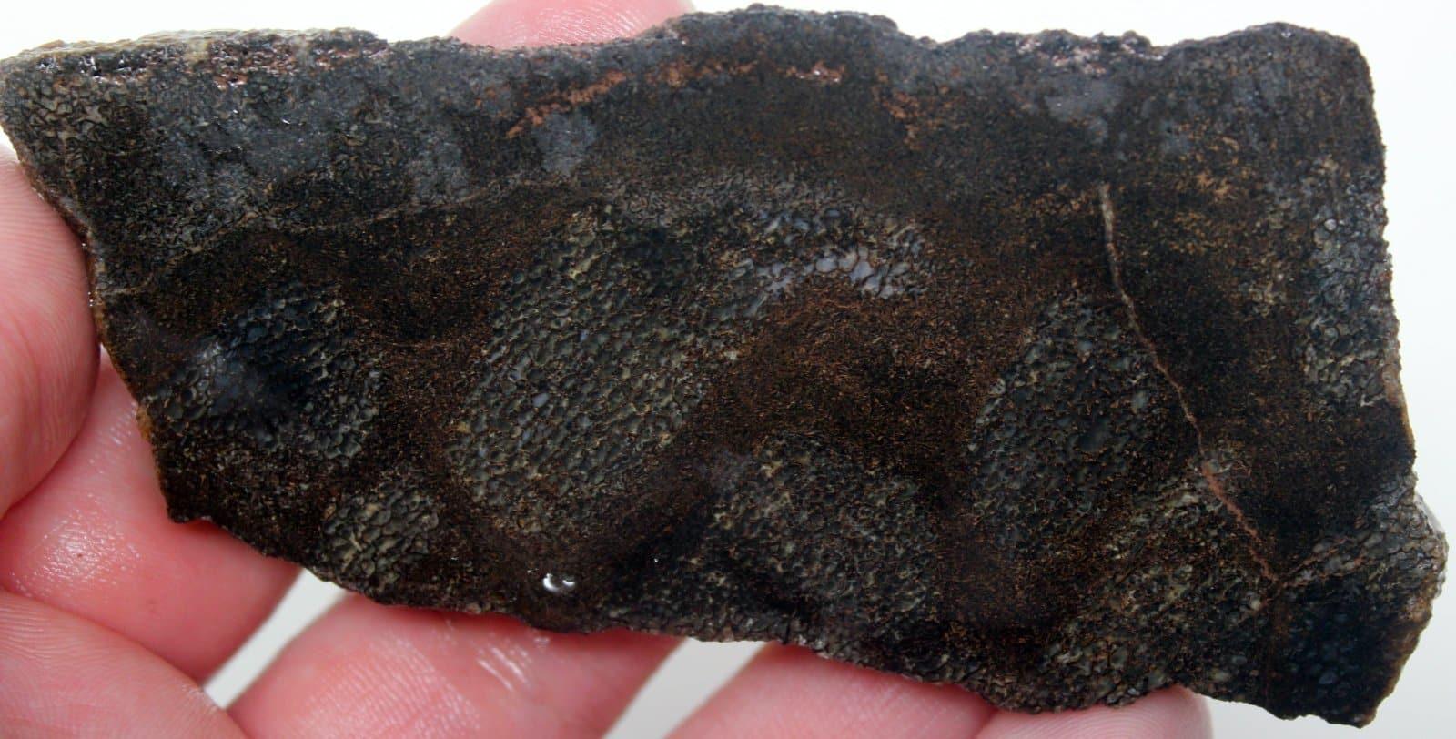 Gem Dinosaur Bone Slab! Fossil Lapidary Stone Slab!