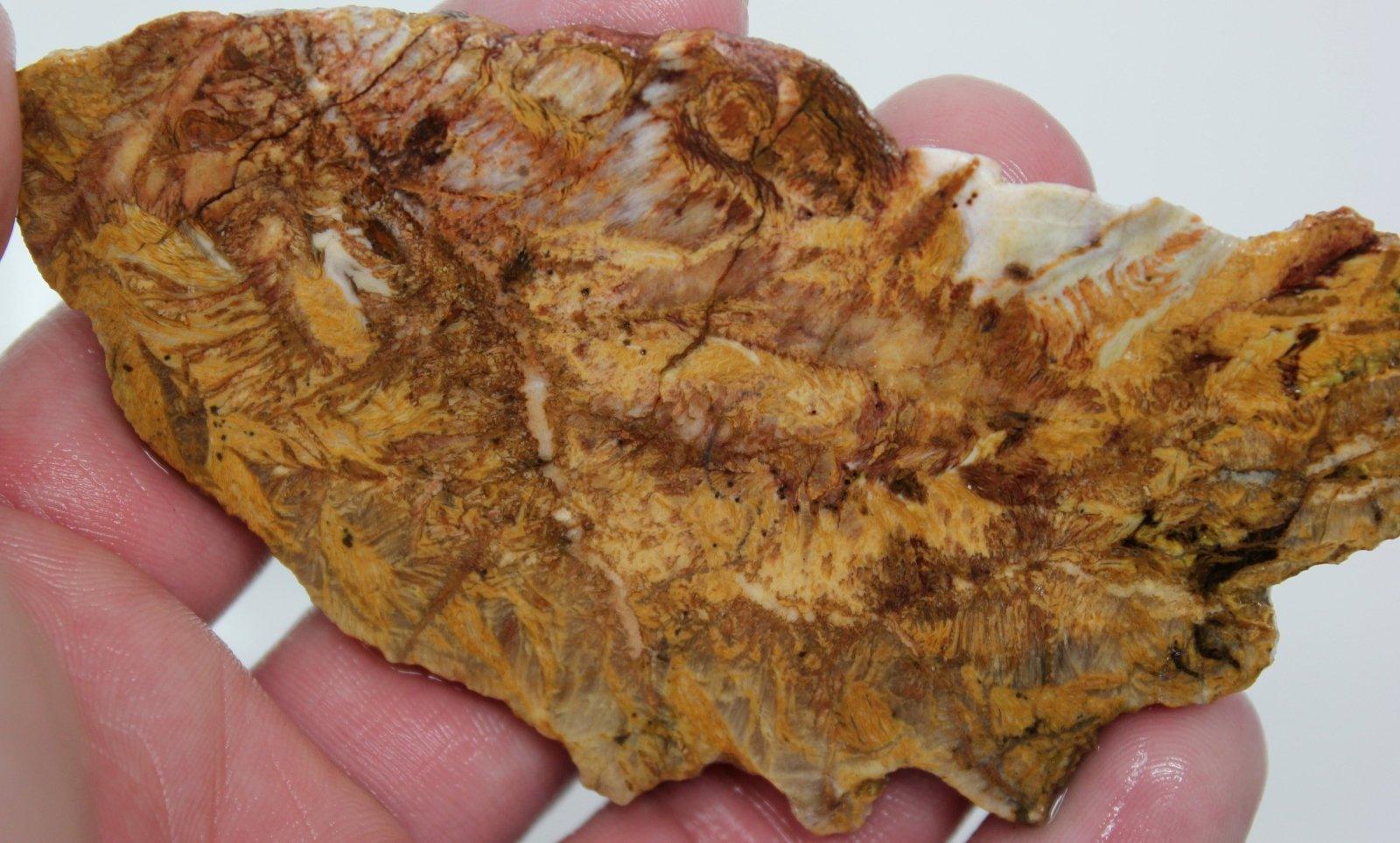 Mystery Sagenetic Jasper Slab! Old Stock Estate Slab! - LapidaryCentral