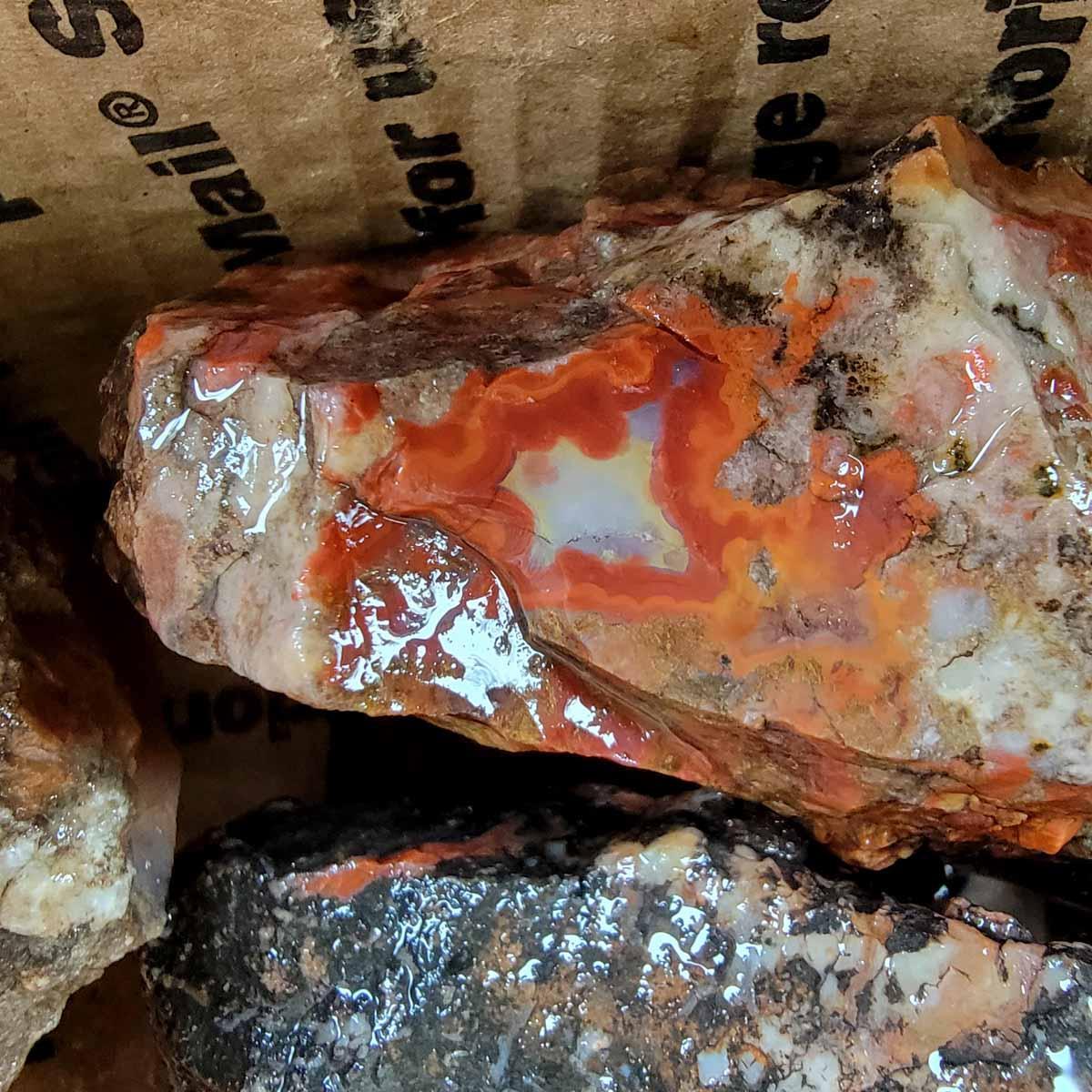 # ALT Text for Coprolite Fossil Product Images