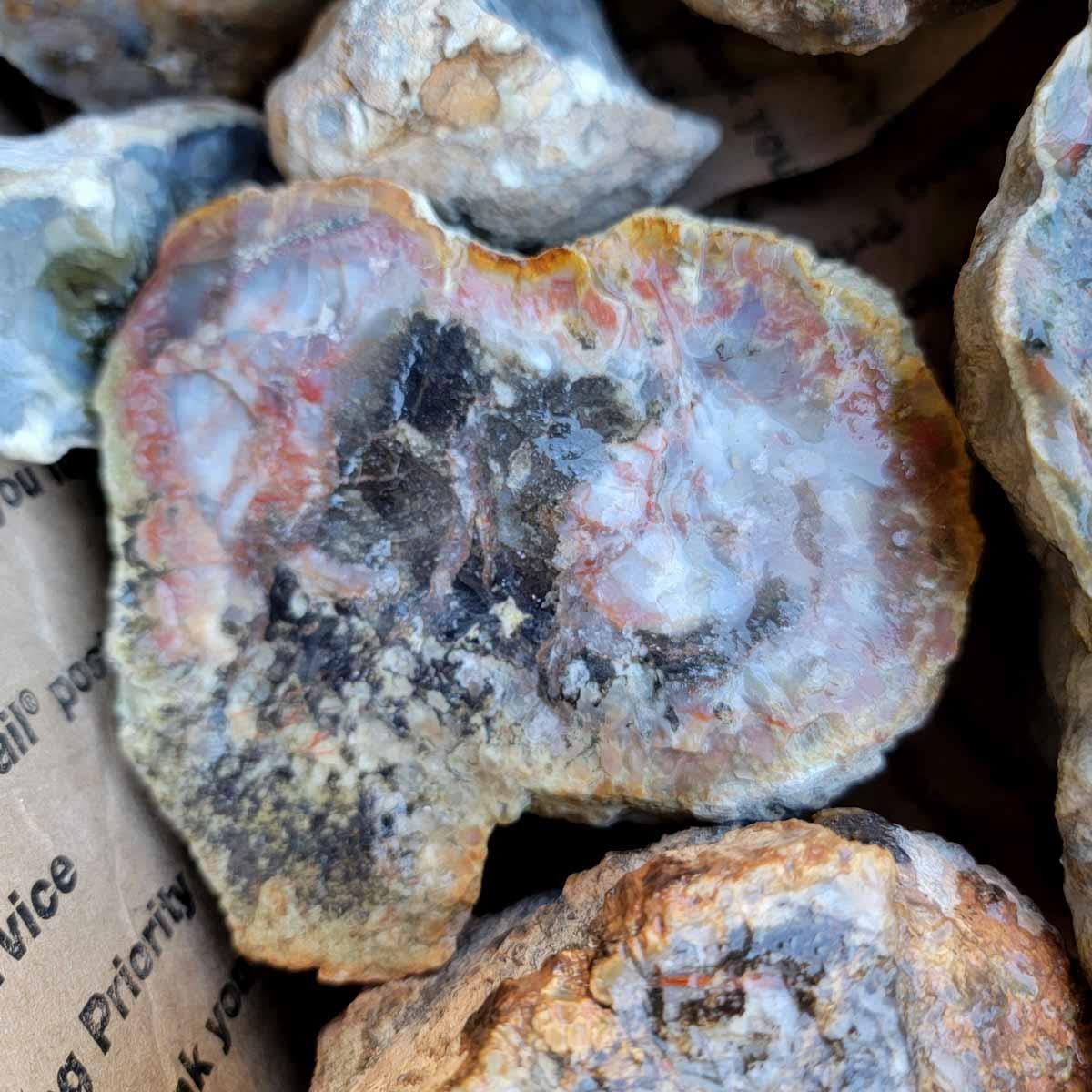 Agatized Coprolite Fossil Dinosaur Dung Rough Cutting Material #F212-Photo1