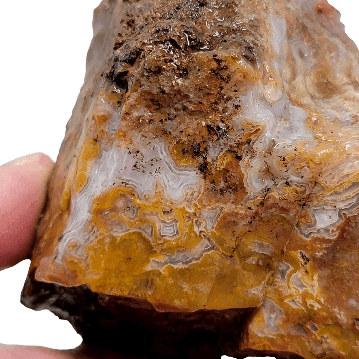 Agua Nueva Agate New Water Agate Rough Chunk! - LapidaryCentral