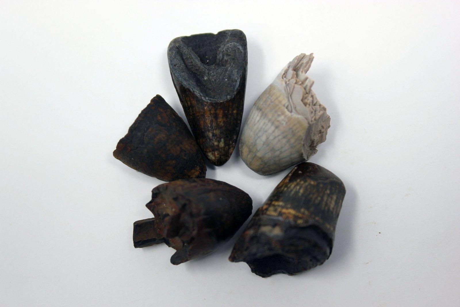 Fossil Alligator Mississippiensis Tooth - Pleistocene Ice Age Authentic #aKJCaQvr8W-Photo1