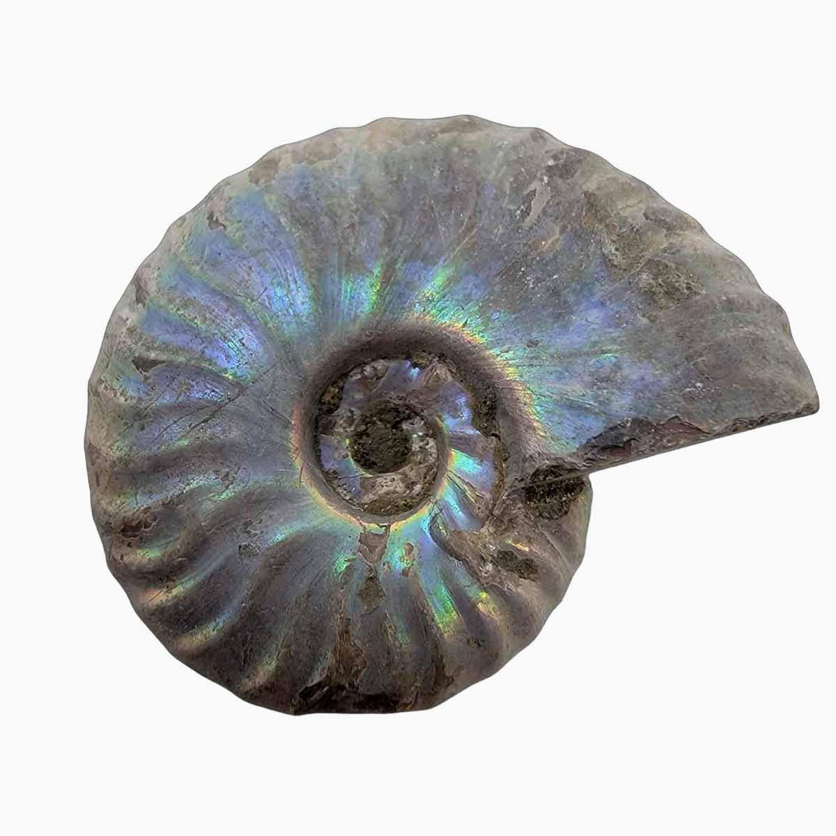 Silver Iridescent Ammonite Fossil!  110 Million Years Old! - LapidaryCentral