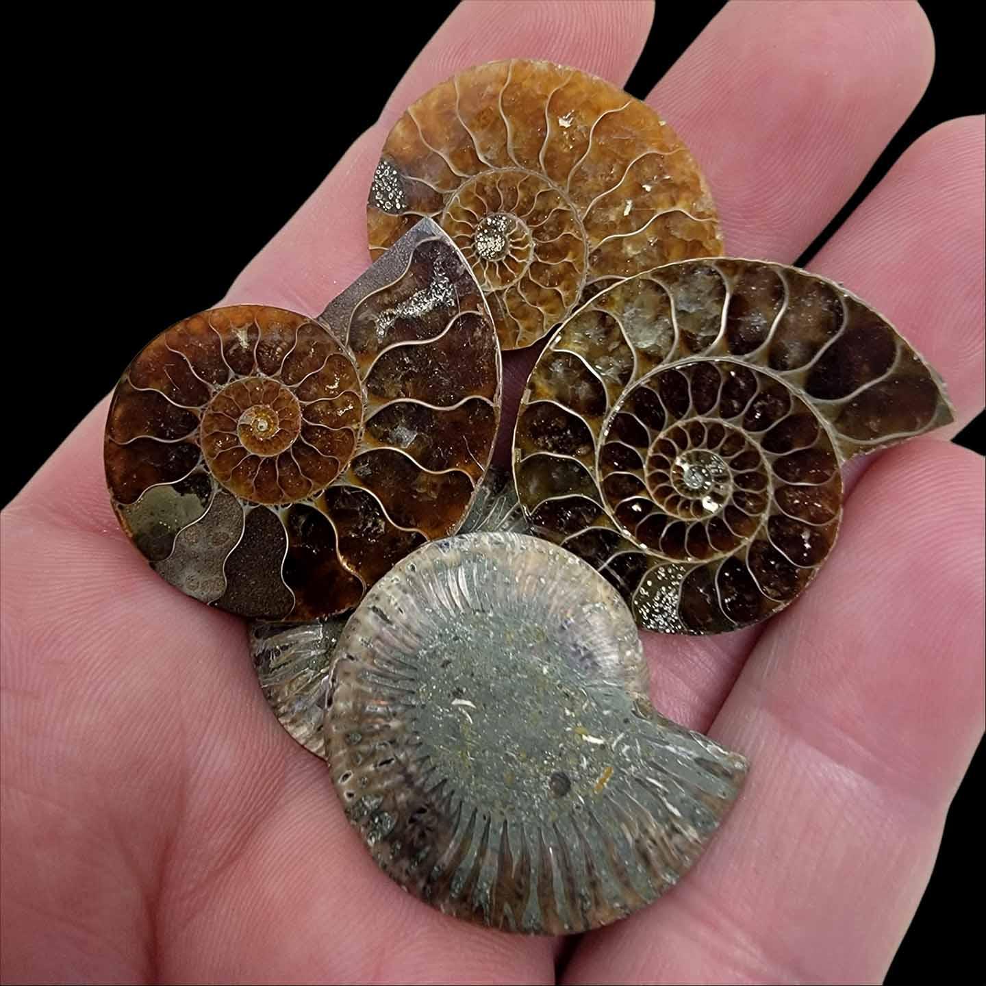 Cut and Polished Ammonite Fossil - 110 Million Years Old Cretaceous #7532819382506-1