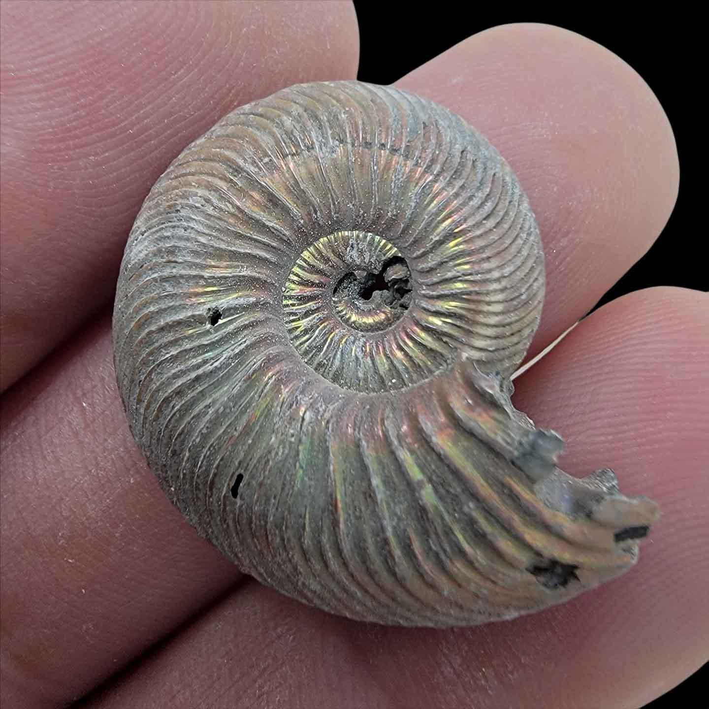 Pyritized Ammonite Fossil - Jurassic Period 185 Million Years Old #7432609-1
