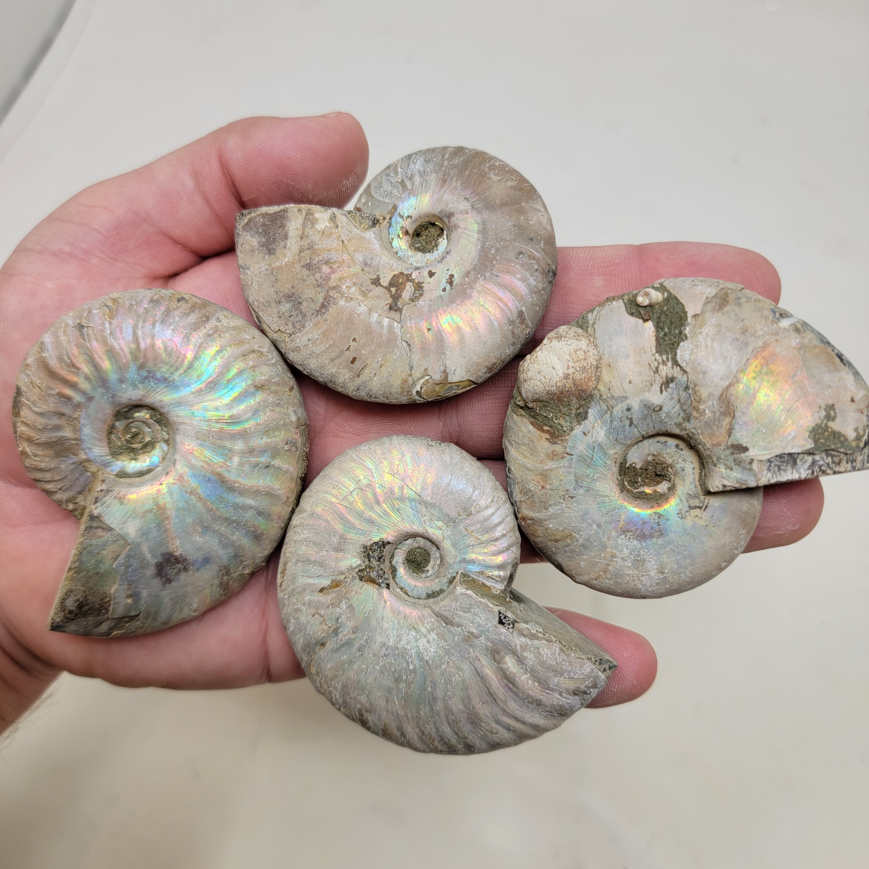 Silver Ammolite Ammonites