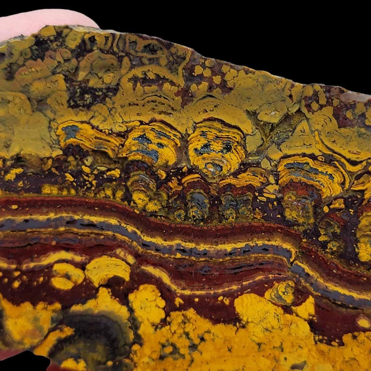 Apple Valley Jasper Slab! Fossil Stromatolite Slab! - LapidaryCentral