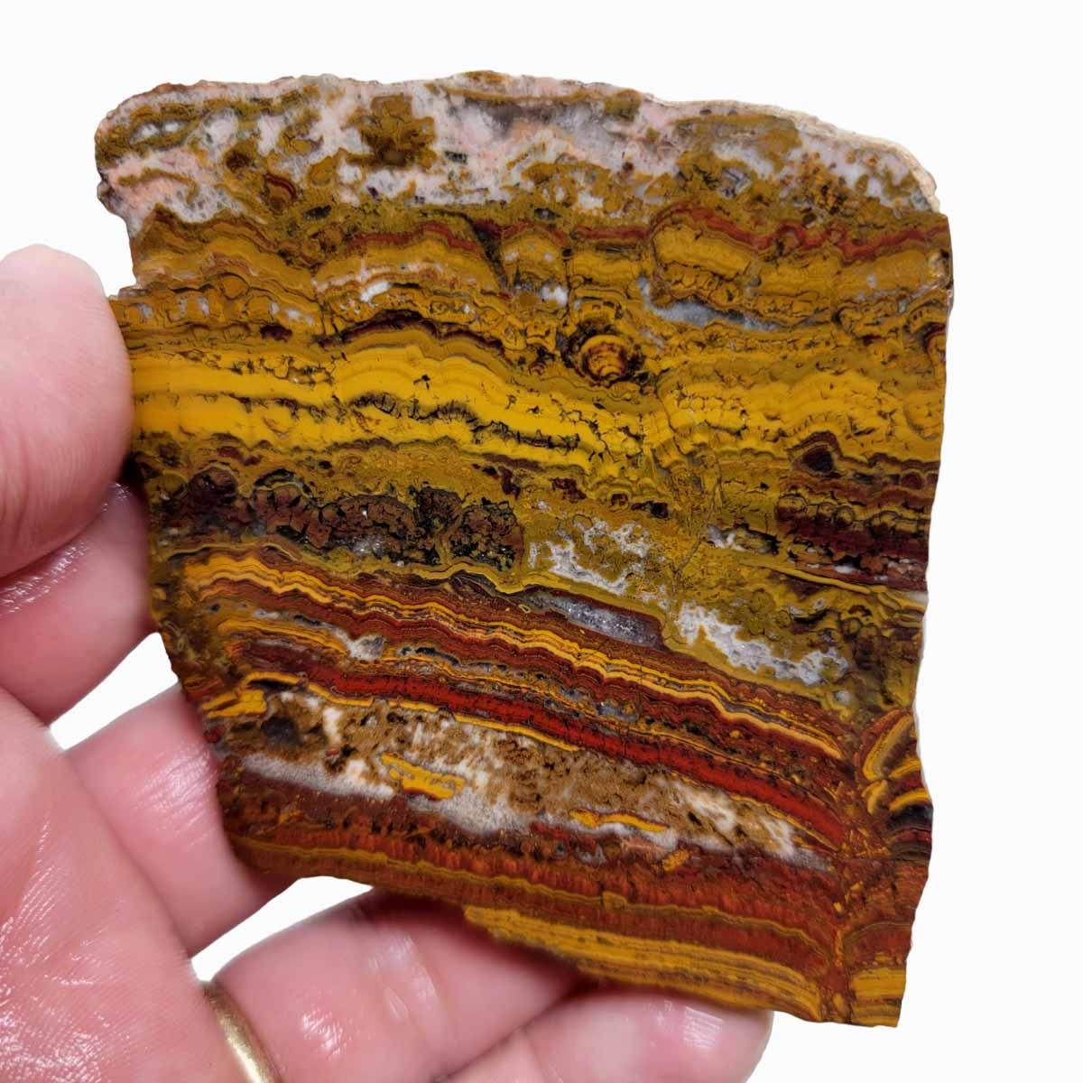 Apple Valley Jasper Slab! Fossil Stromatolite Slab! - LapidaryCentral